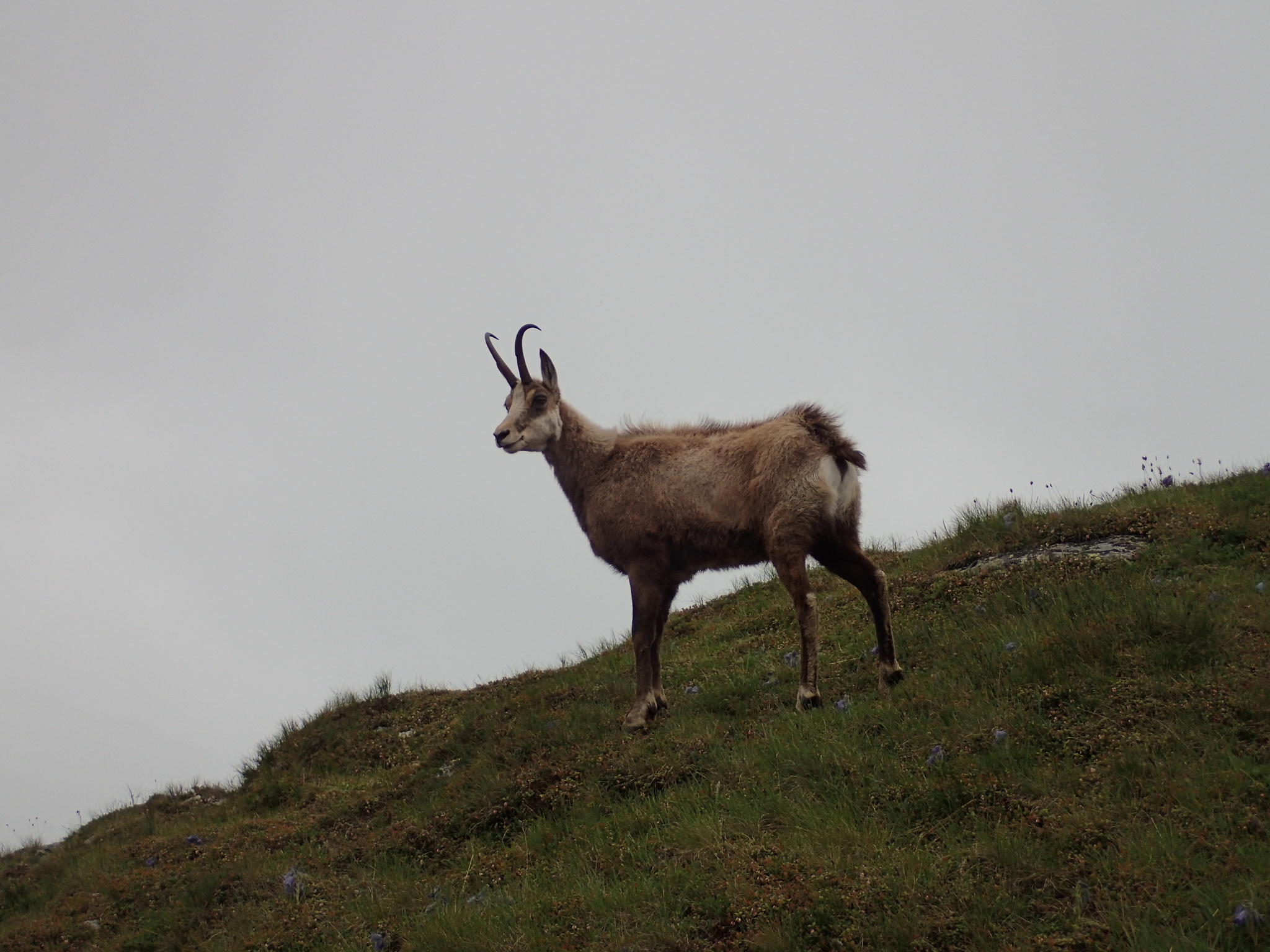 Tatra chamois subspecies, Naturalist photographs, Mountain biodiversity, Wildlife preservation, 2050x1540 HD Desktop