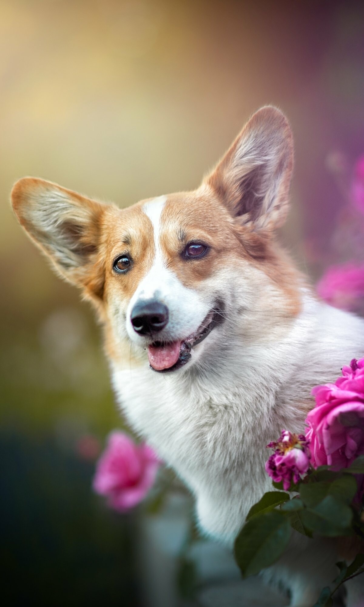 Corgi, Animal wallpaper, 1200x2000 HD Phone