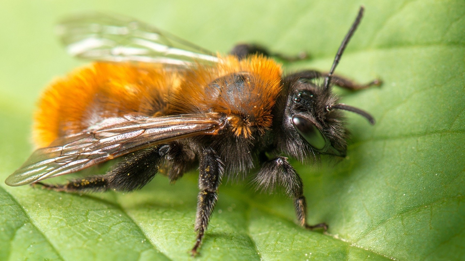 Desktop wallpapers HD, High-quality images, Insect photography, Detailed shots, 1920x1080 Full HD Desktop