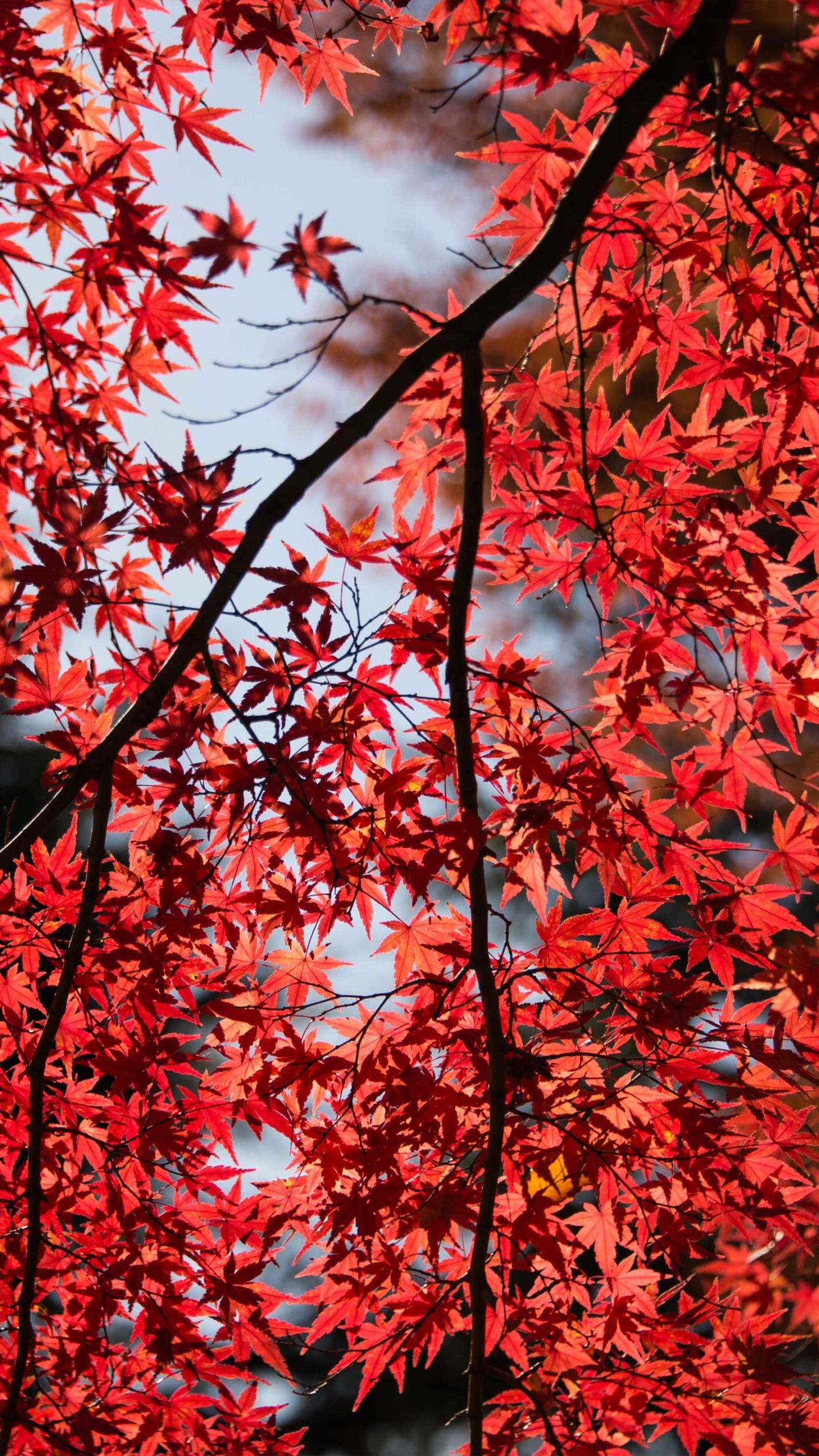 Red Maple, Leaf Wallpaper, 1440x2560 HD Phone