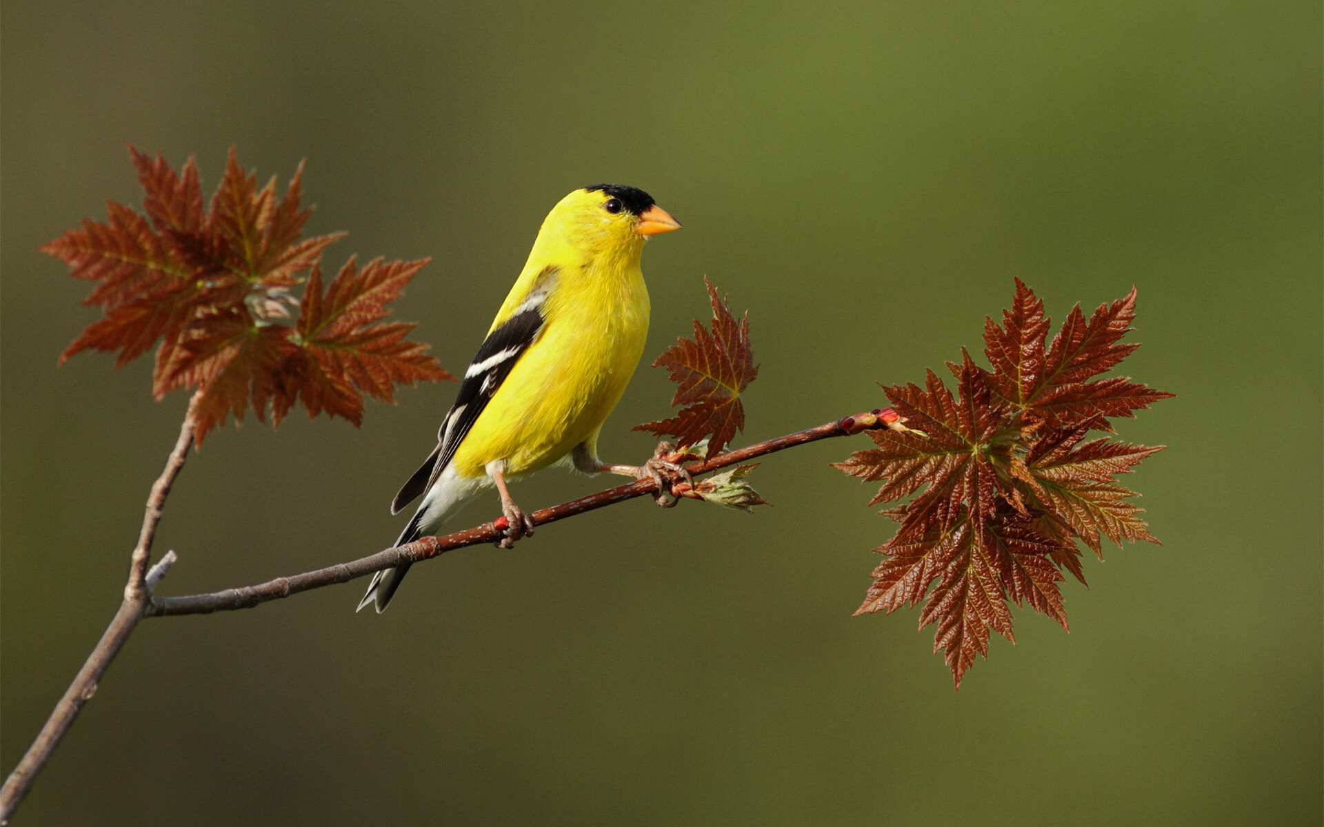 Fantastic HD wallpapers, Bird beauty in high definition, Nature's masterpieces, Captivating visuals, 1920x1200 HD Desktop