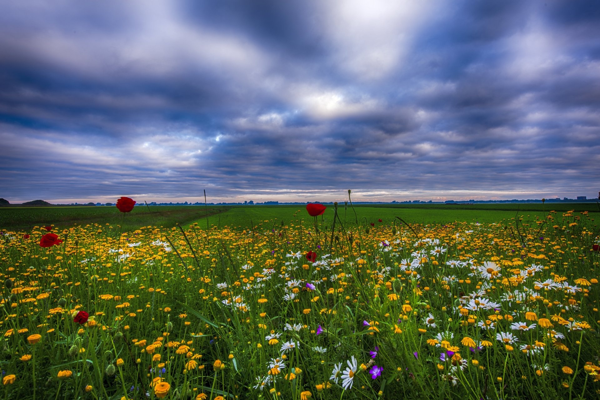 Purple flower field, Ultra HD wallpaper, 1920x1290 HD Desktop