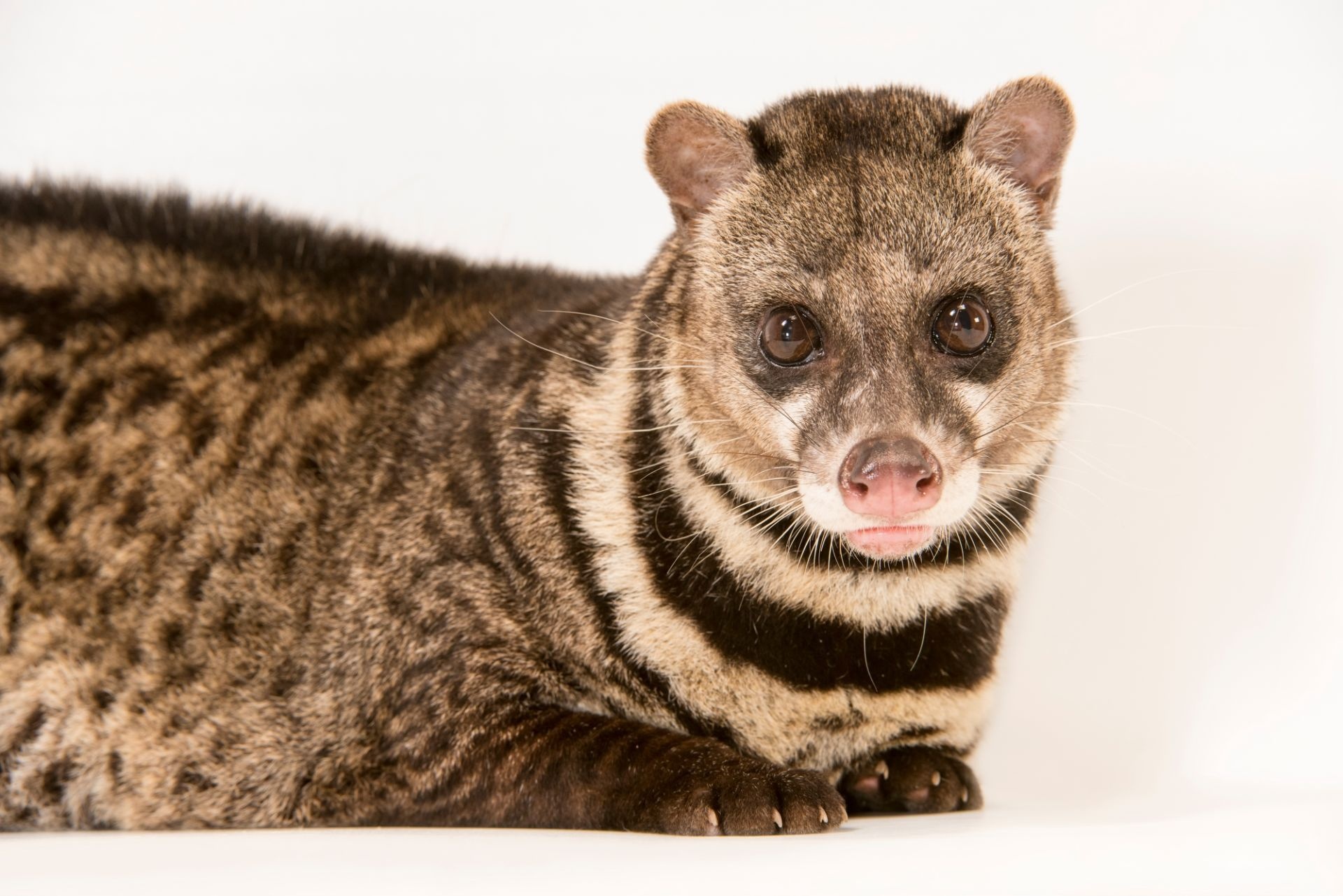 Malay civet, Cute creature, Tangalunga species, Joel Sartore's lens, 1920x1290 HD Desktop