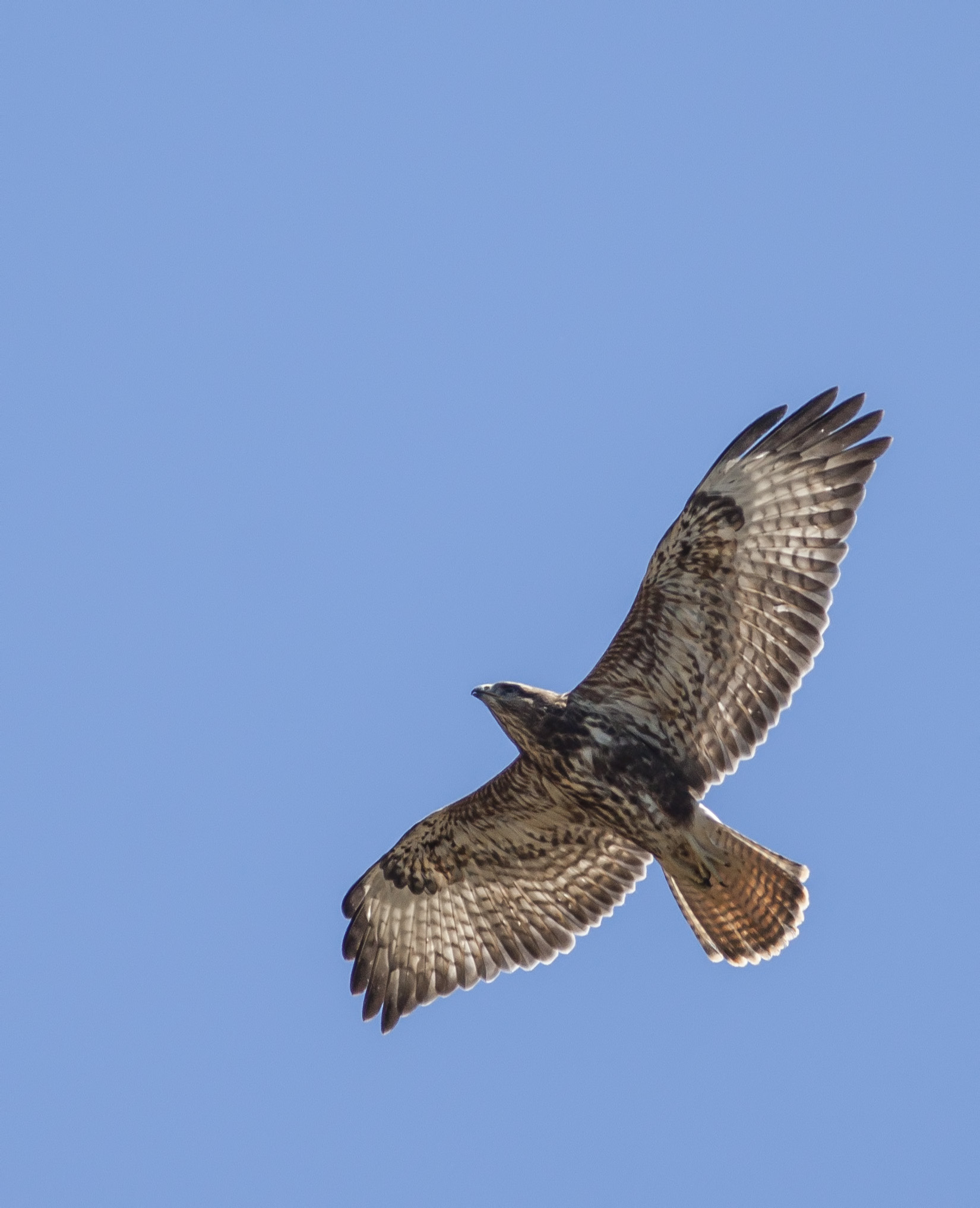 Buzzard (Animal), Differentiating buzzard species, Steppe vs forest buzzards, Bird identification, 1650x2040 HD Phone