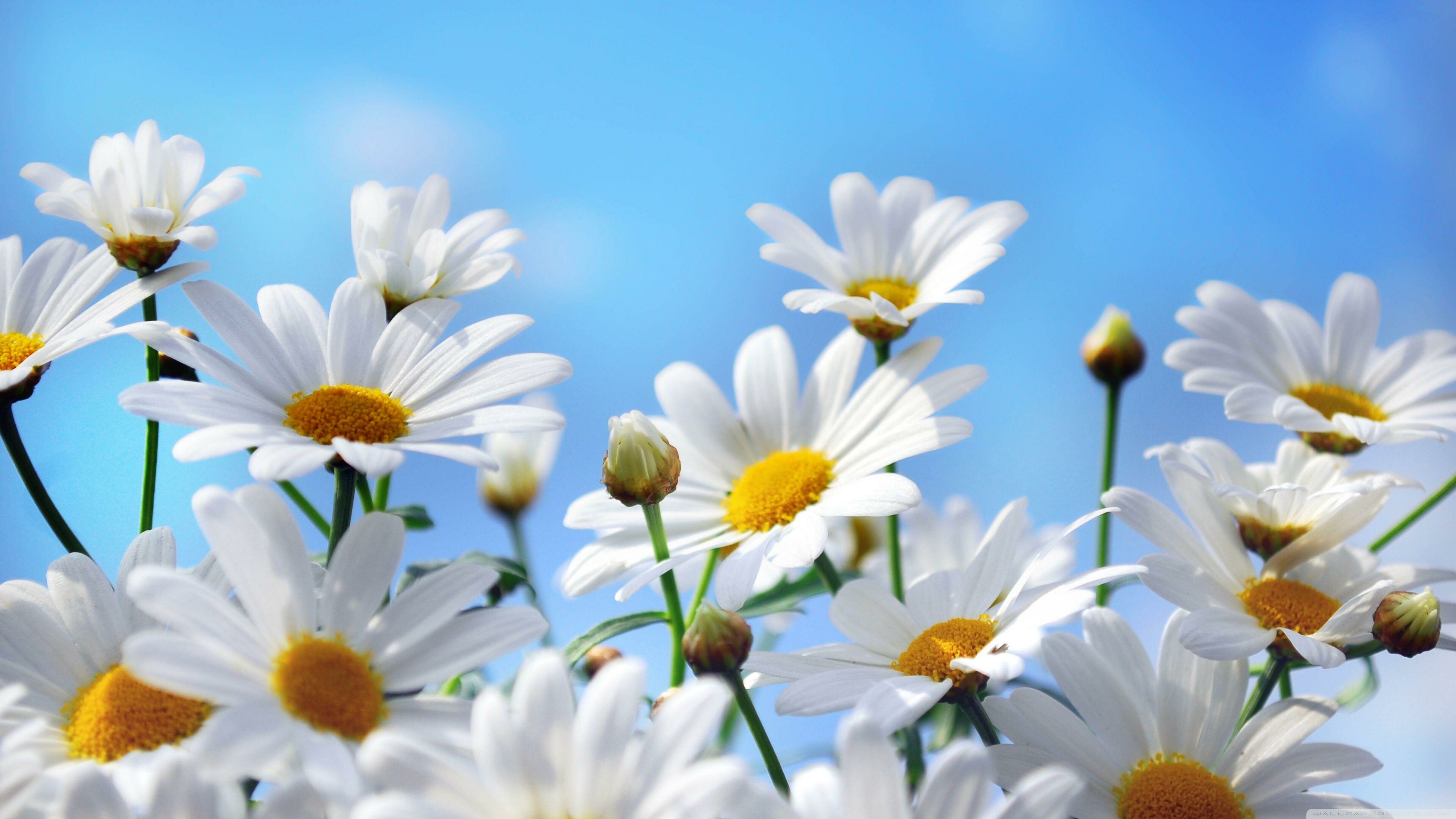 Daisy wallpaper gallery, Floral wonders, Enchanting daisies, Nature's art, 3840x2160 4K Desktop