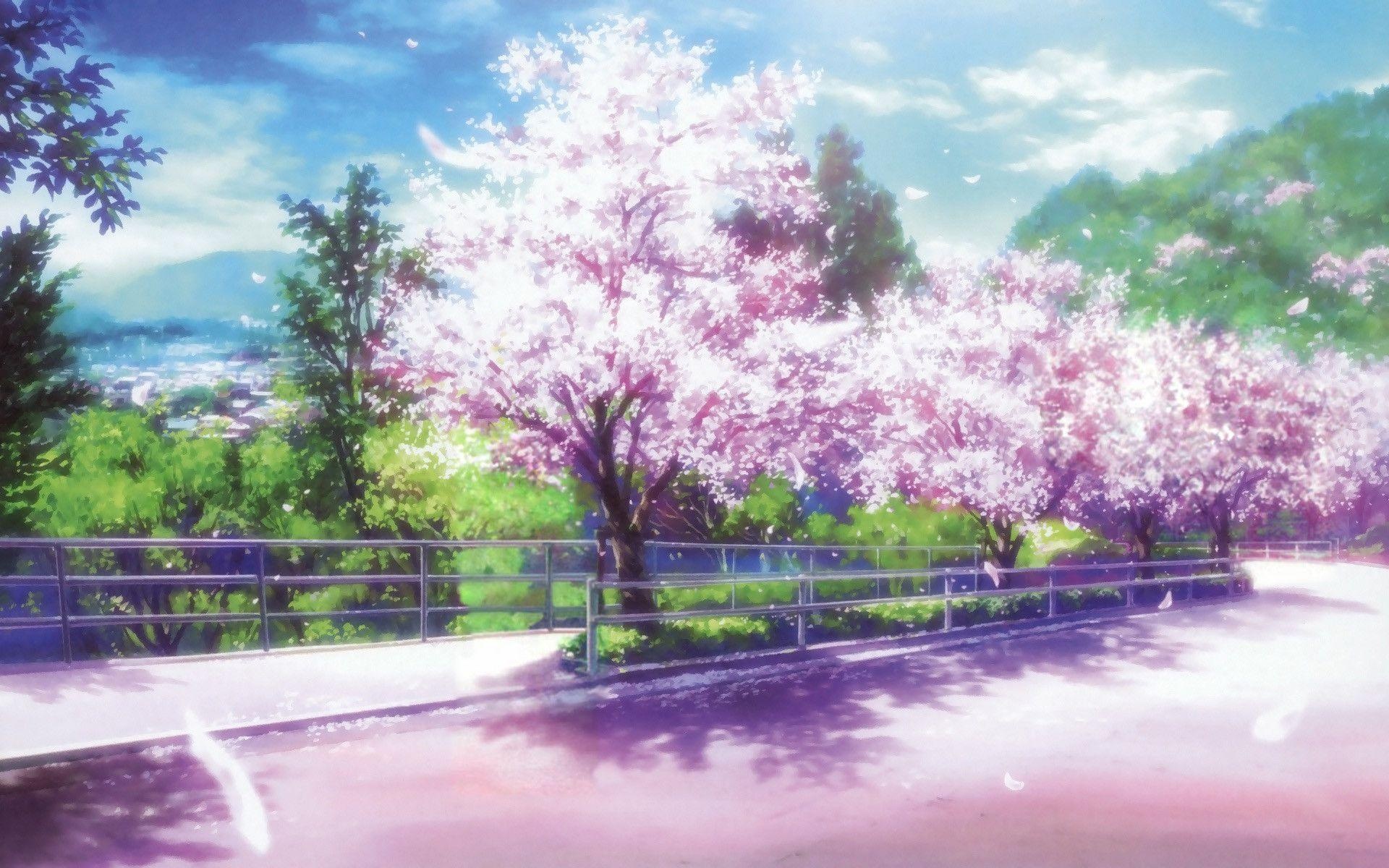 Blooming cherry blossom trees, Sunlit hillside road, Falling sakura petals, HD Desktop wallpaper