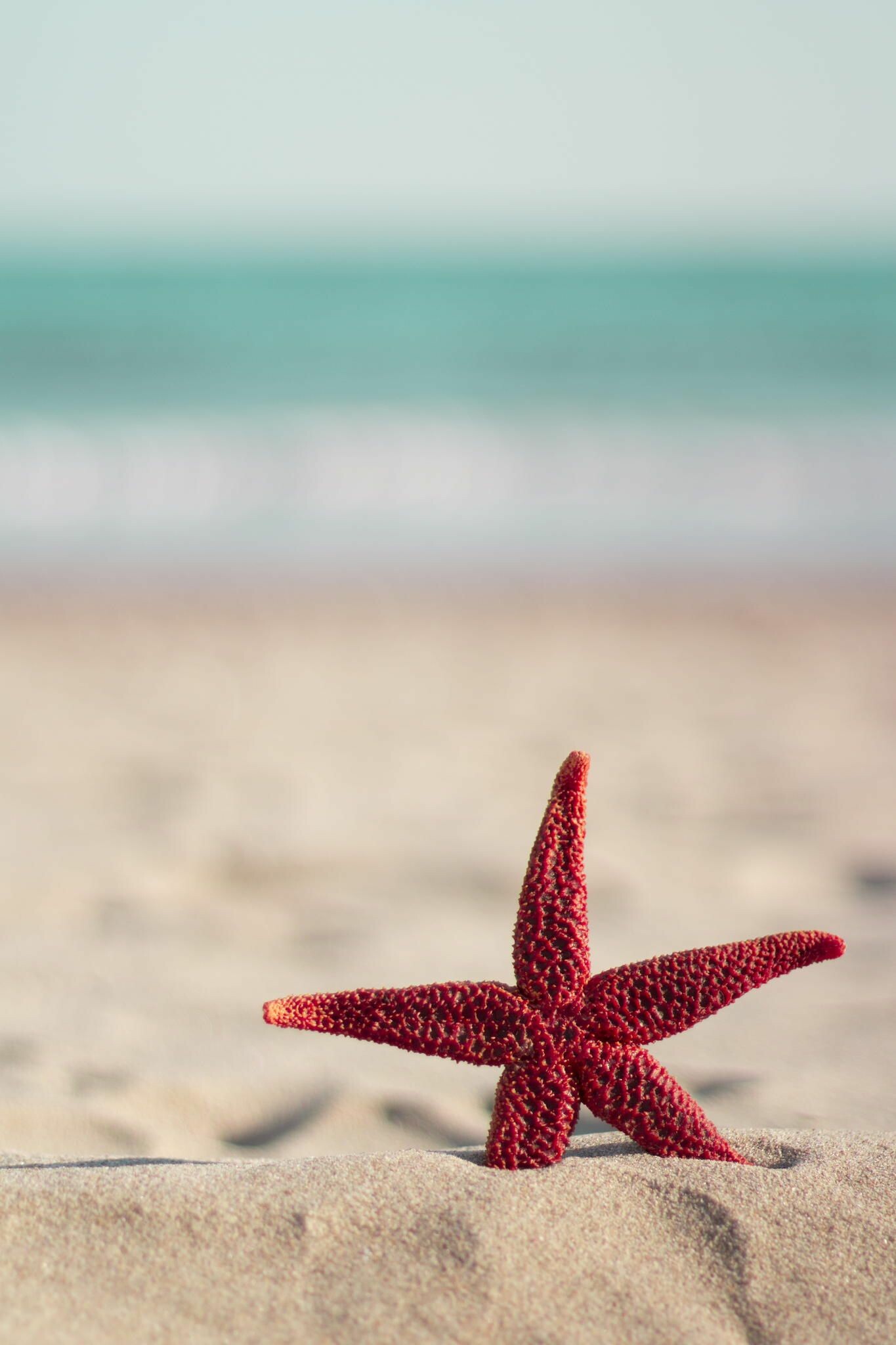 Starfish, Red starfish, Summer beach, iPhone wallpaper, 1370x2050 HD Phone