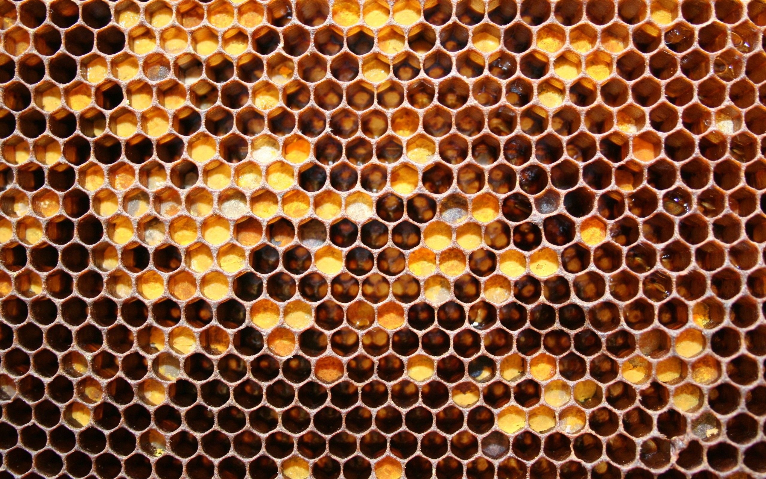 Honeycomb, Beehives Wallpaper, 2560x1600 HD Desktop