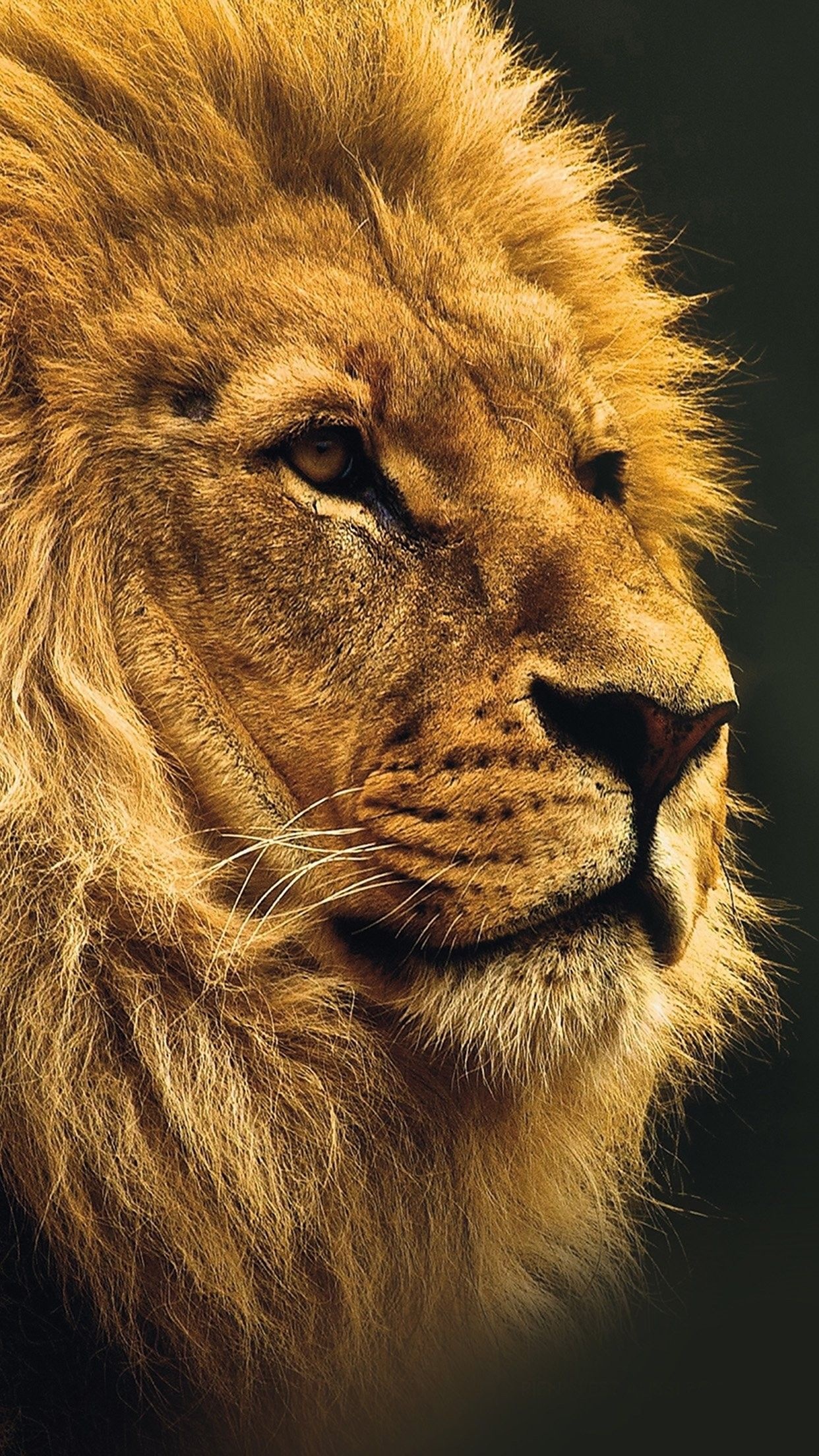 Barbary lion, Wild Animals Wallpaper, 1250x2210 HD Phone