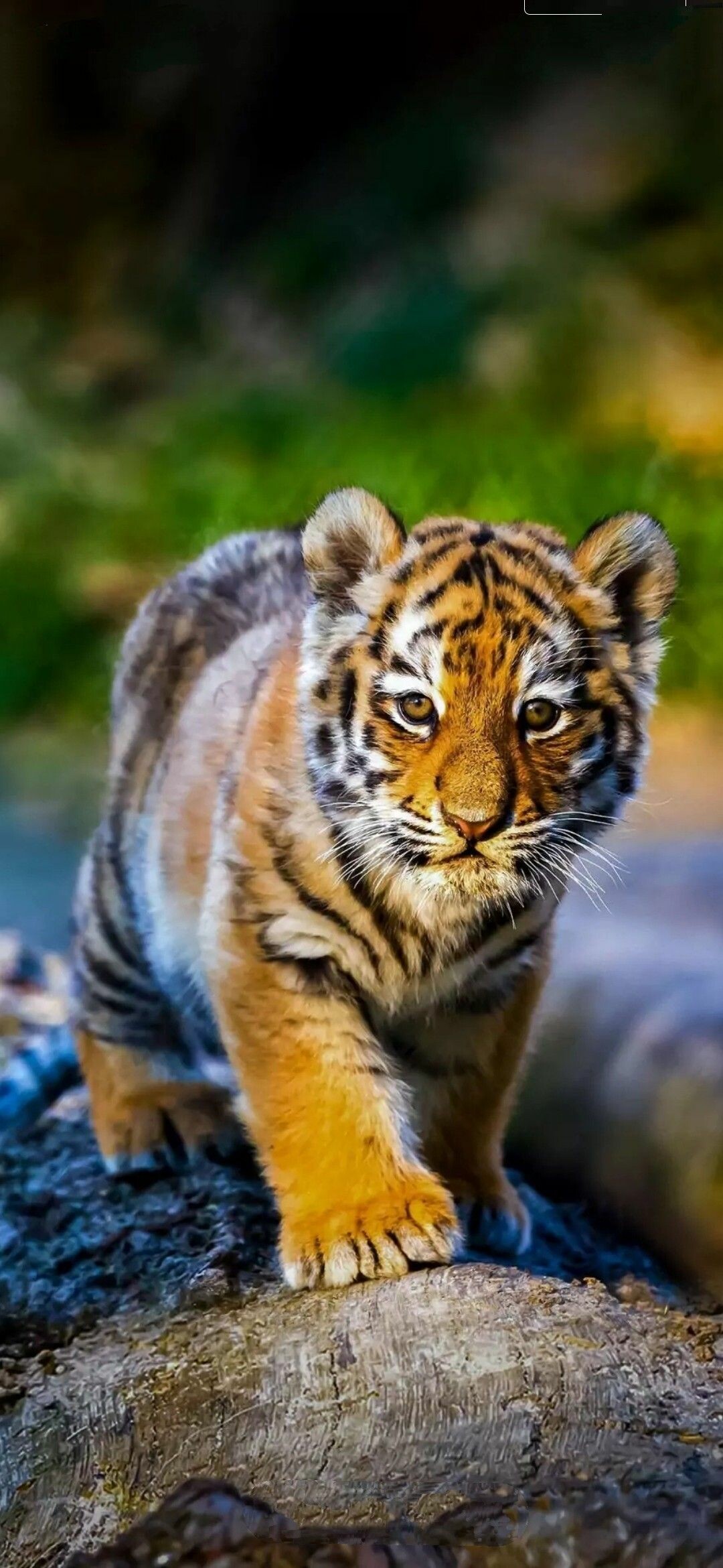 HD tiger wallpaper, Exquisite beauty, Enigmatic creature, Wild feline, 1080x2340 HD Phone