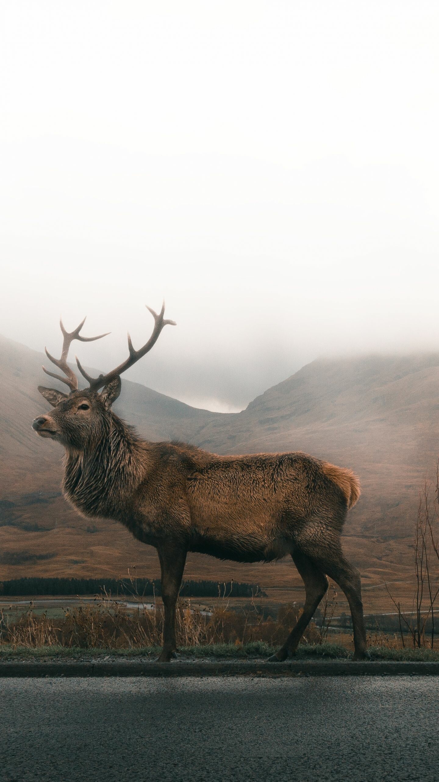 Reindeer wallpapers for mobile, On-the-go enchantment, Portable beauty, Pocket-friendly allure, 1440x2560 HD Phone