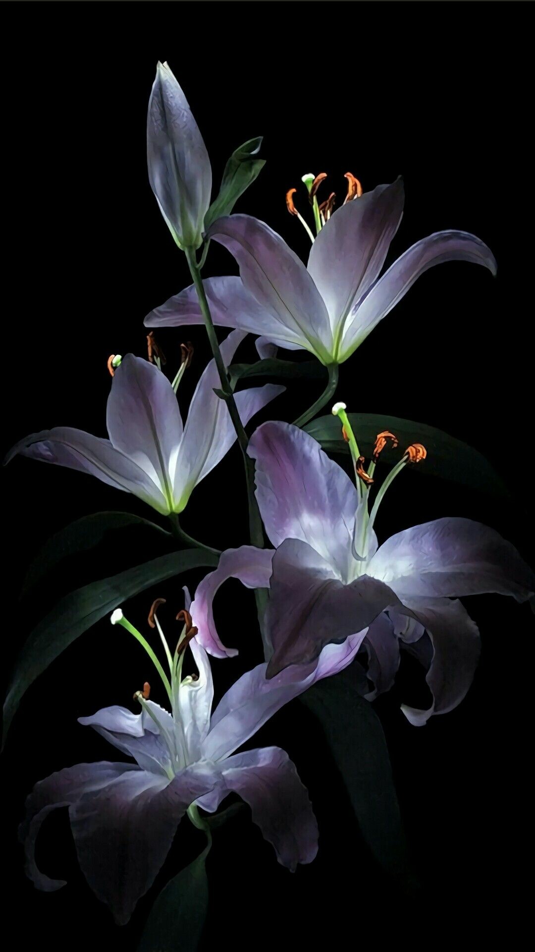 Flower phone wallpaper, Beautiful flowers, Lily wallpapers, Lovely background, 1080x1920 Full HD Phone