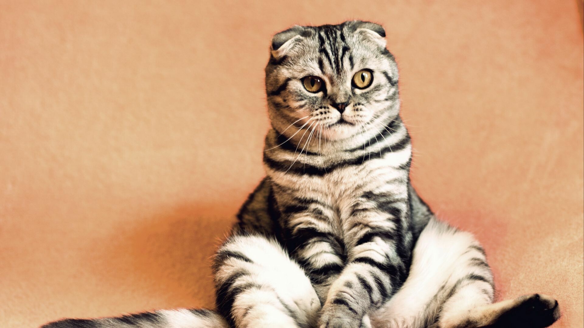 Sitting, Scottish Folds Wallpaper, 1920x1080 Full HD Desktop