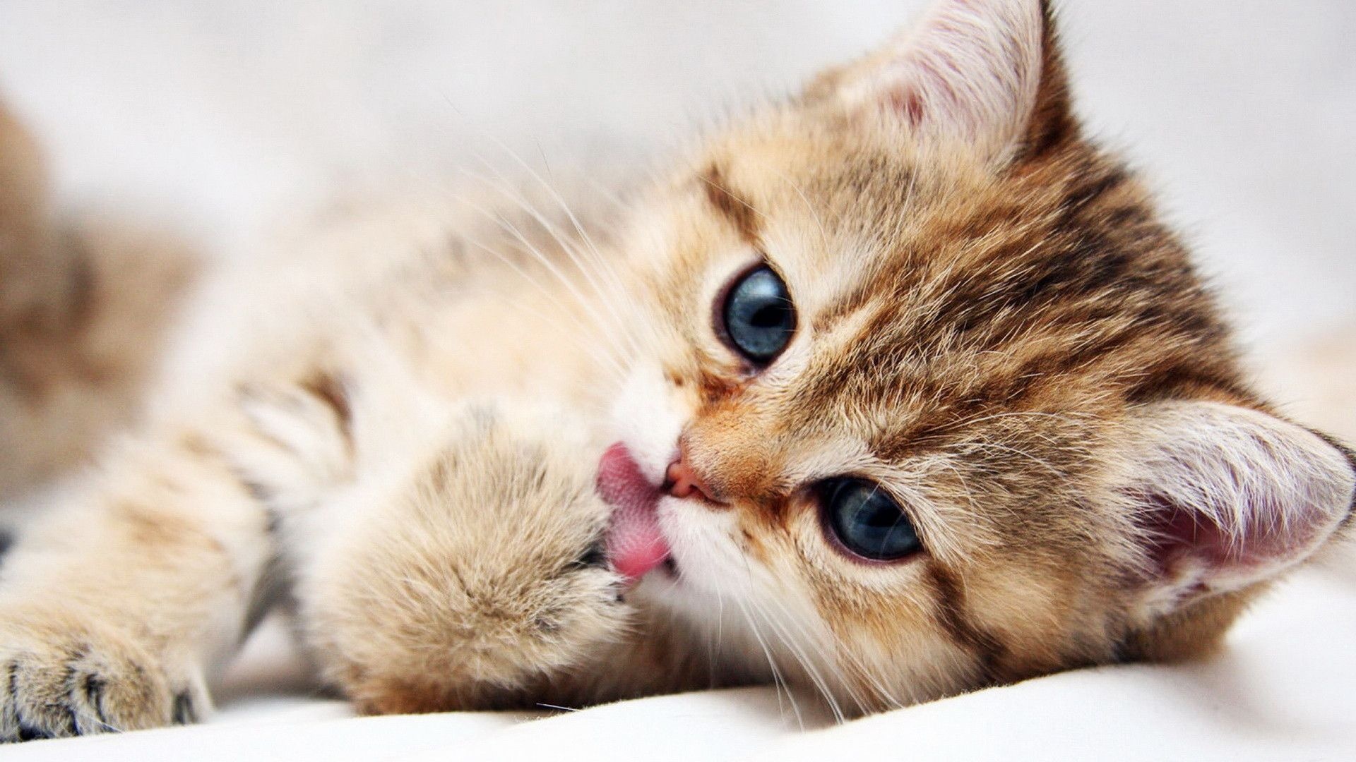 Golden tabby kitten, Kitten licking paw, Soft white blanket, Full HD Desktop wallpaper