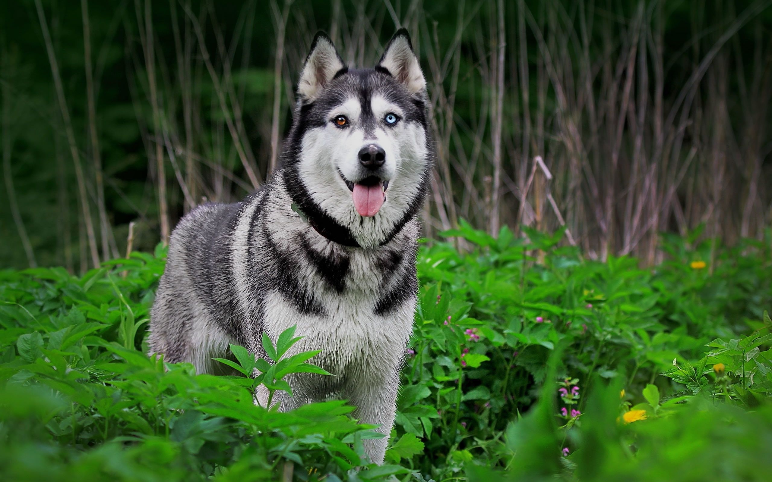 Husky puppies wallpapers, Irresistibly cute, Adorable canines, Lovely backgrounds, 2560x1600 HD Desktop