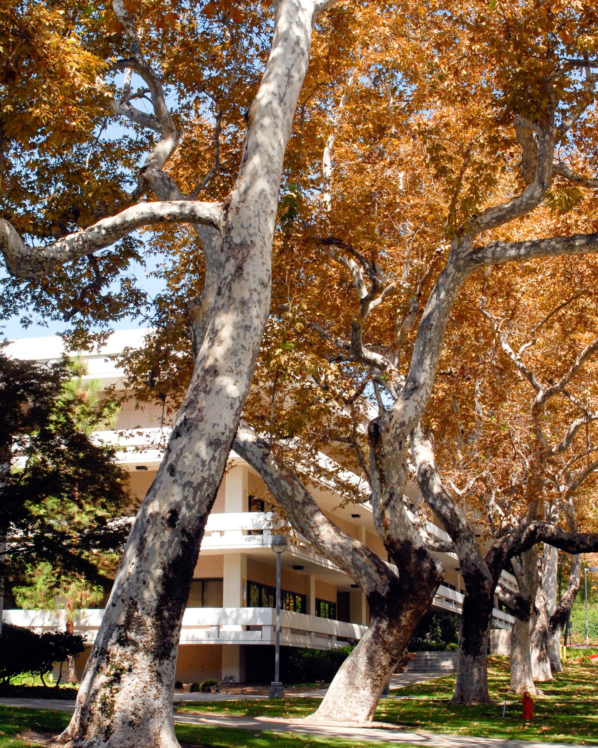 Western Sycamore, Inland Valley Garden Planner, 1920x2400 HD Phone