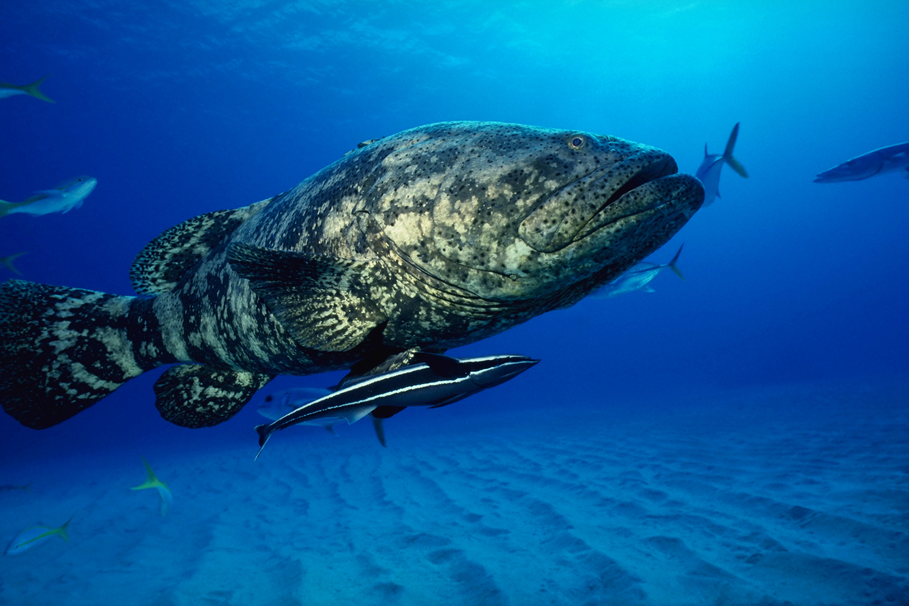 Goliath grouper, Remora sharksucker, Rippled sand seabed, Small silver baitfish, HD Desktop wallpaper