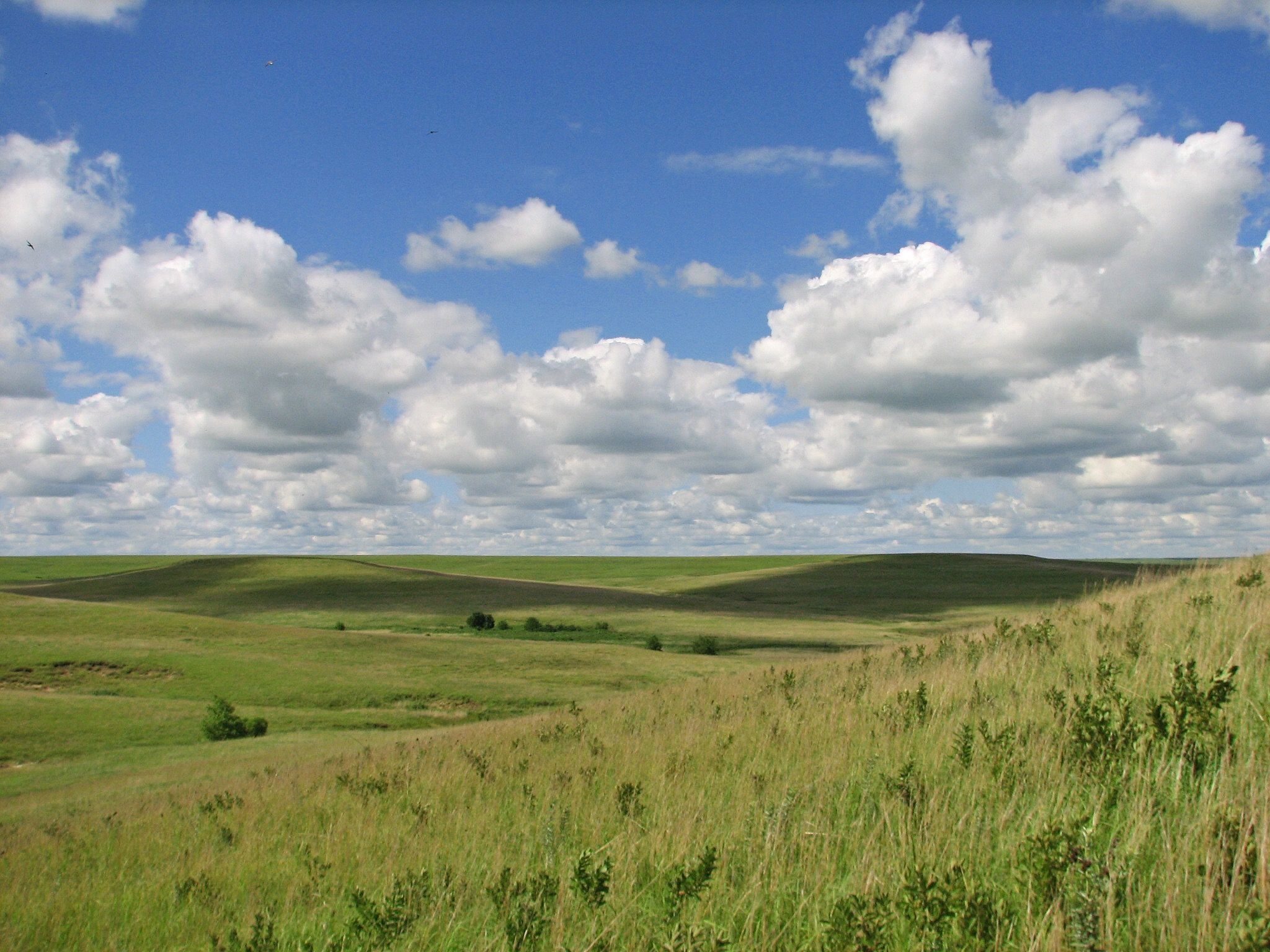 rolling tallgrass prairie, scattered cumulus clouds, open grassland horizon, HD Desktop wallpaper