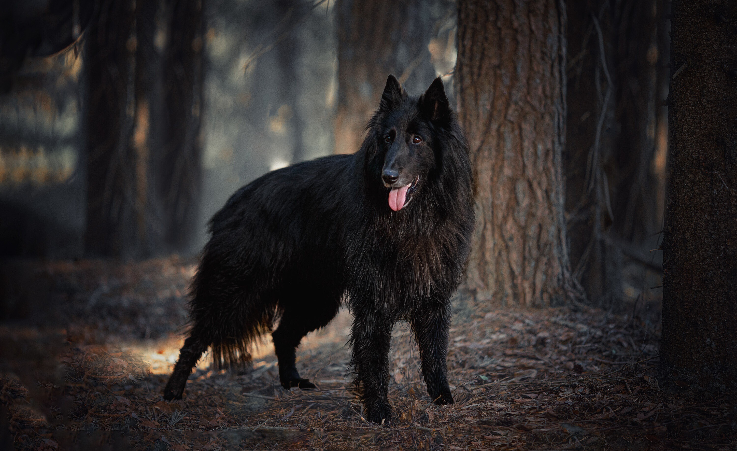 Belgian Shepherd, Top wallpapers, HD images, Desktop backgrounds, 3000x1840 HD Desktop