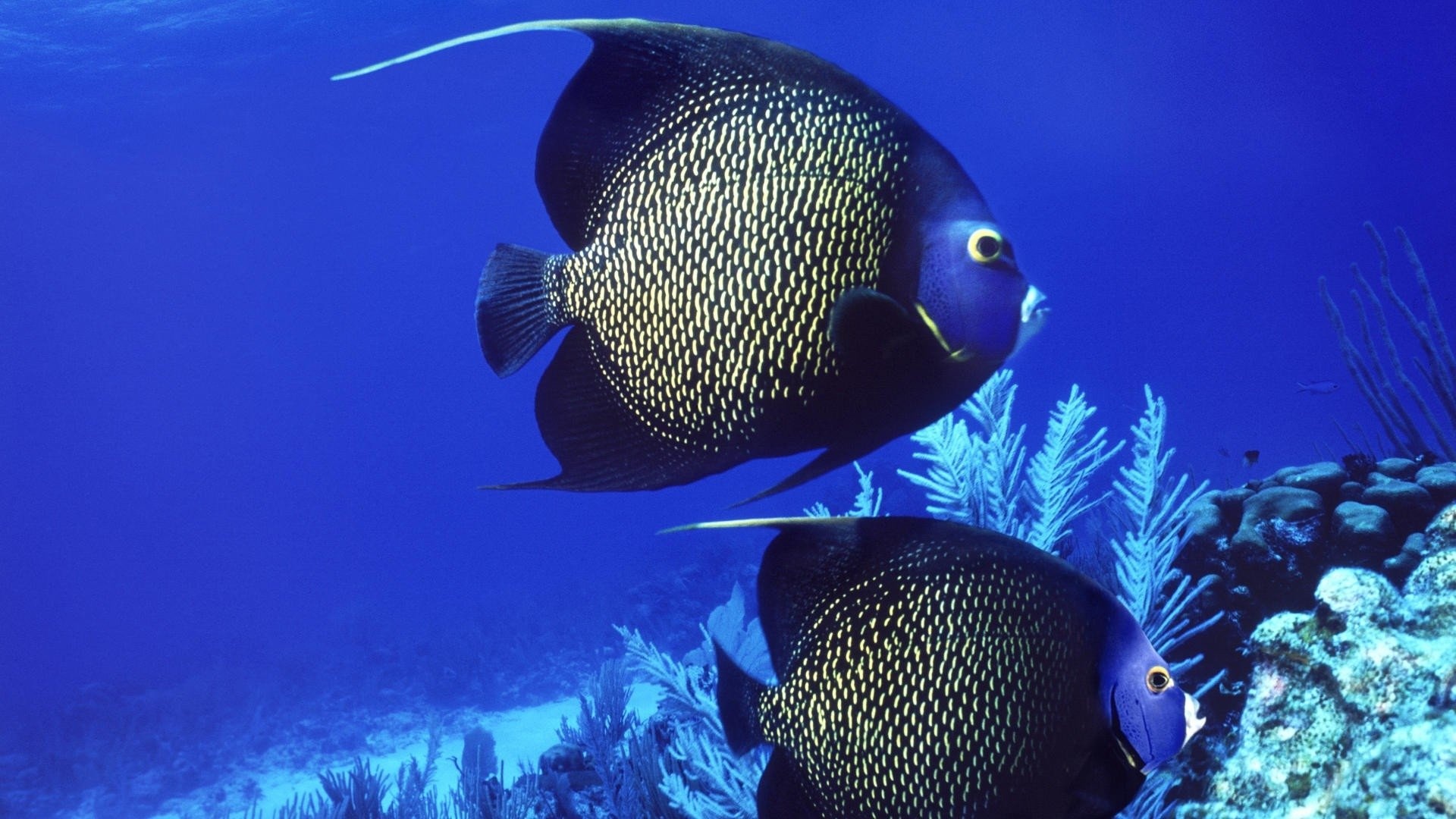 Angelfish, French Angelfish, Pomacanthus, 1920x1080 Full HD Desktop