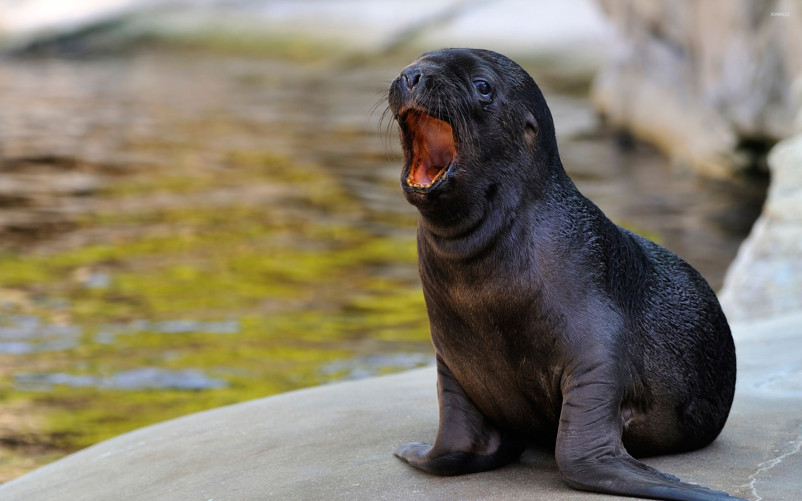 Sea lion majesty, Playful marine creatures, Coastal wonders, Seaside charm, 2560x1600 HD Desktop