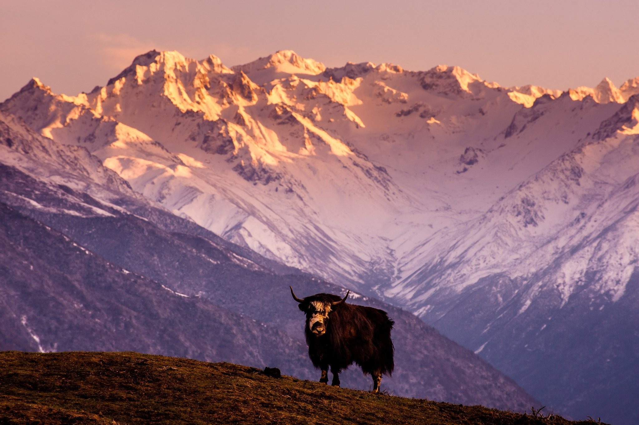 Yaks, Mountain vistas, Untamed wilderness, Nature's symphony, 2050x1370 HD Desktop