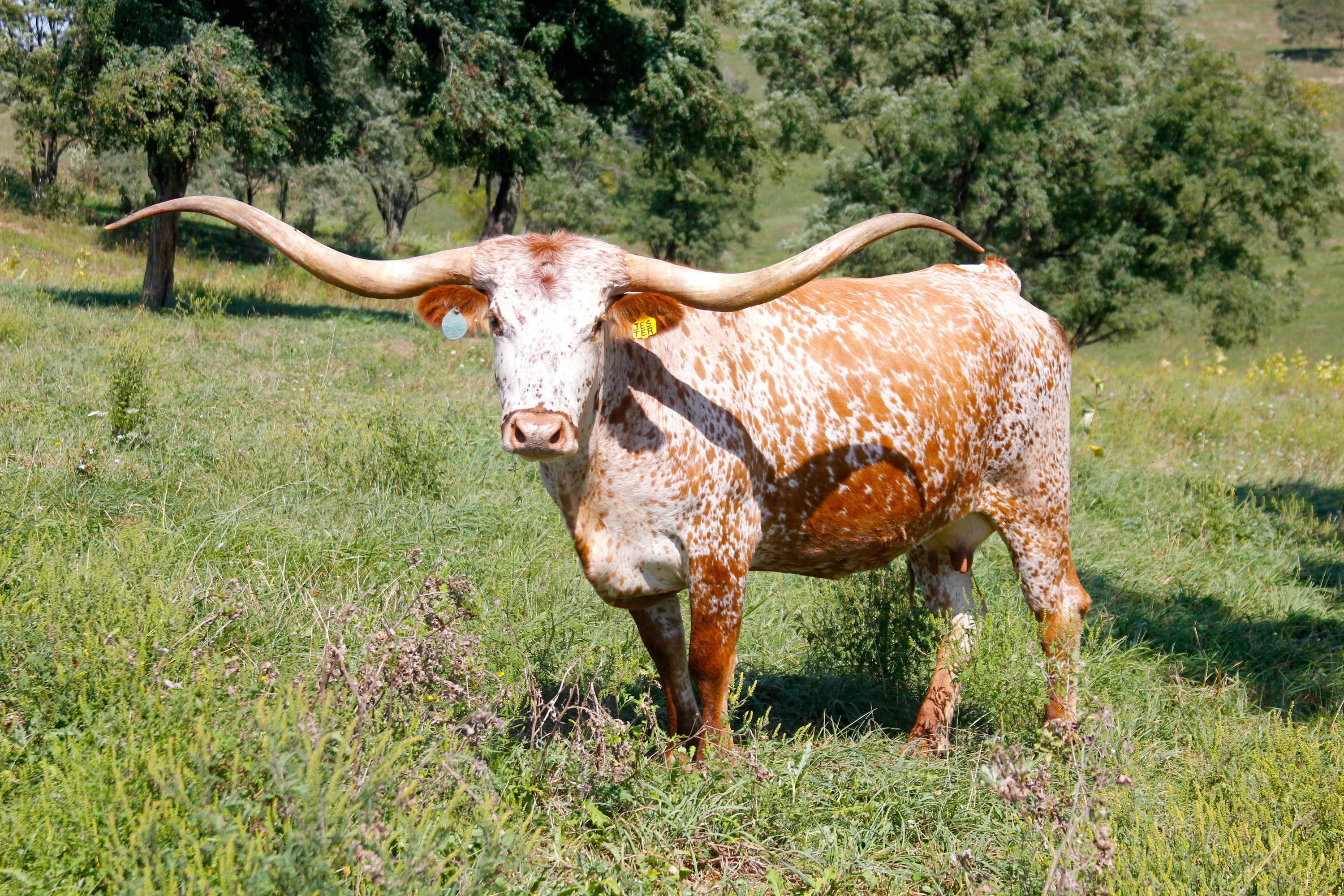 Longhorn cattle wallpapers, Animal hq, 4k wallpapers, 2019, 3000x2000 HD Desktop