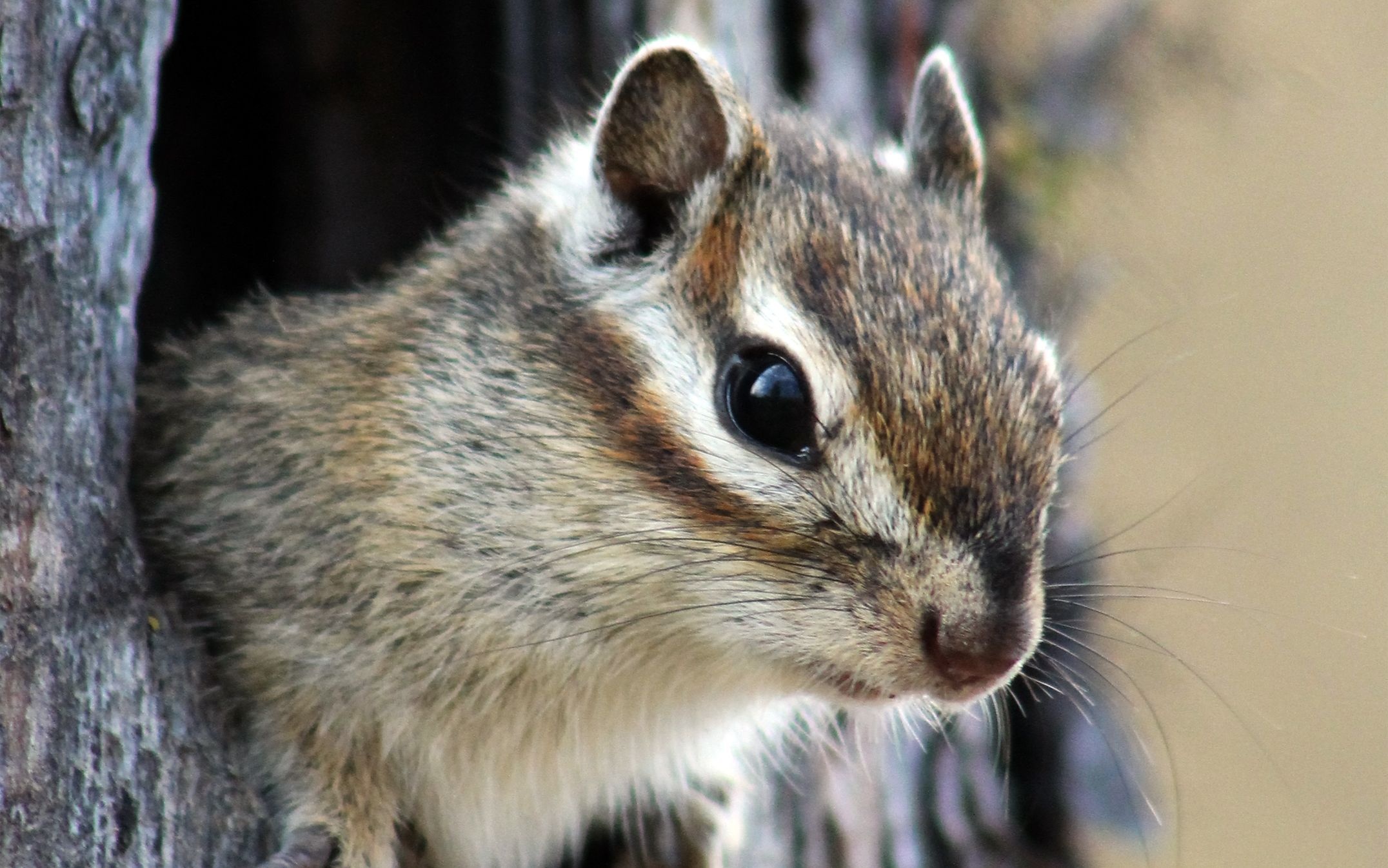 Chipmunk, Desktop wallpaper, Mobile charm, Alvin and the Chipmunks, 2160x1350 HD Desktop