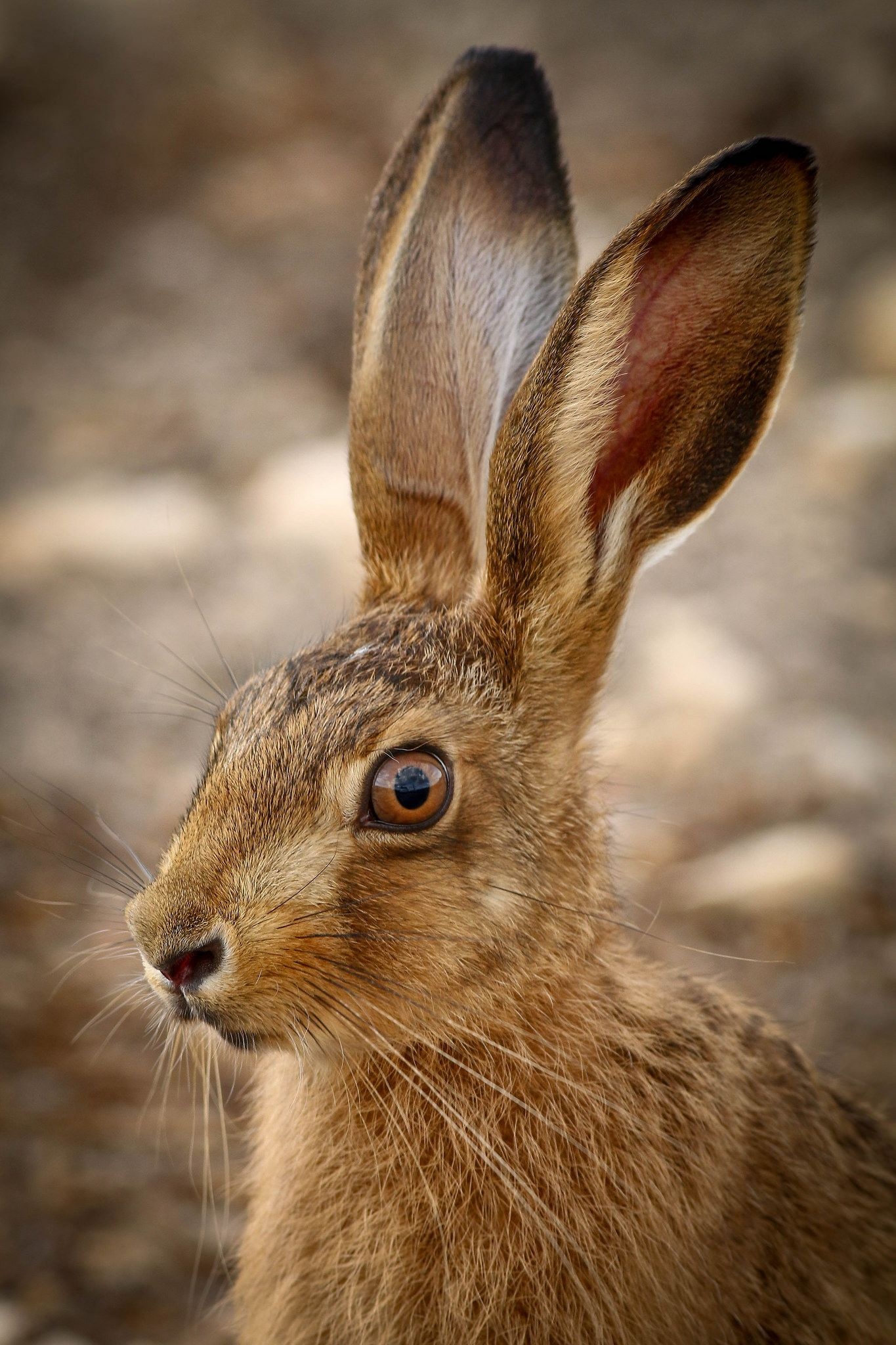 Captivating animal, Stunning photography, Cute creatures, Beautiful wildlife, 1370x2050 HD Phone