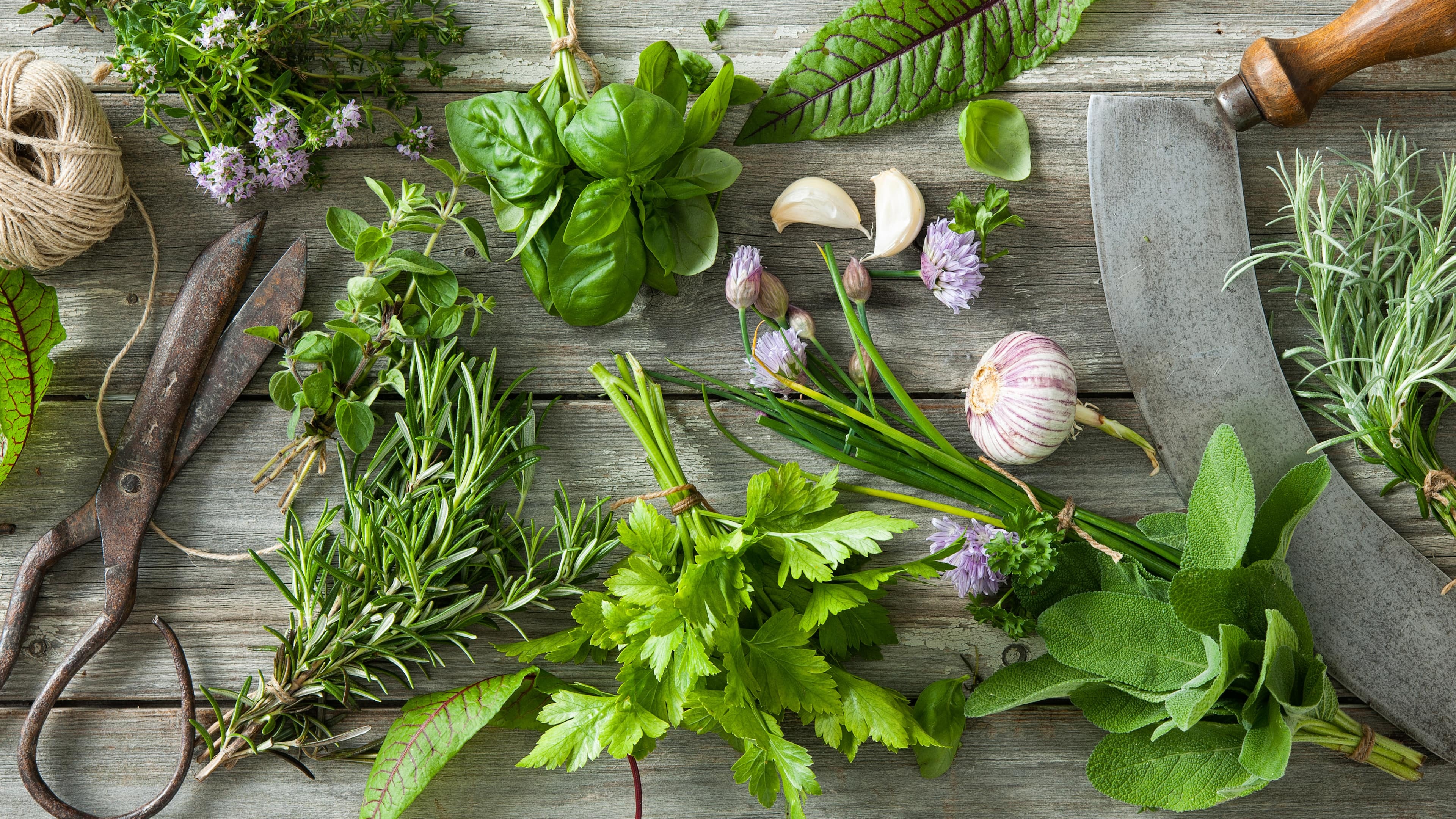Krueterarten basilikum, Kennenlernen edeka, Herb plants, Food, 3840x2160 4K Desktop
