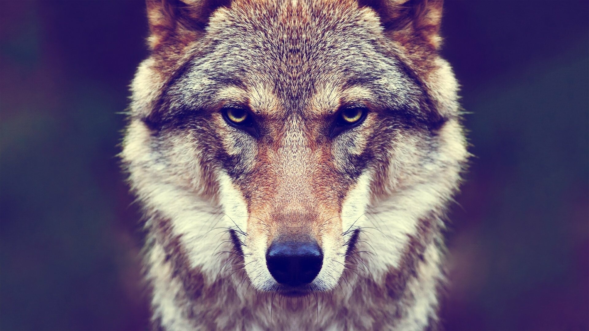 140 4K wolf backgrounds, Serene landscapes, Tranquil moonlight, Restful slumber, 1920x1080 Full HD Desktop