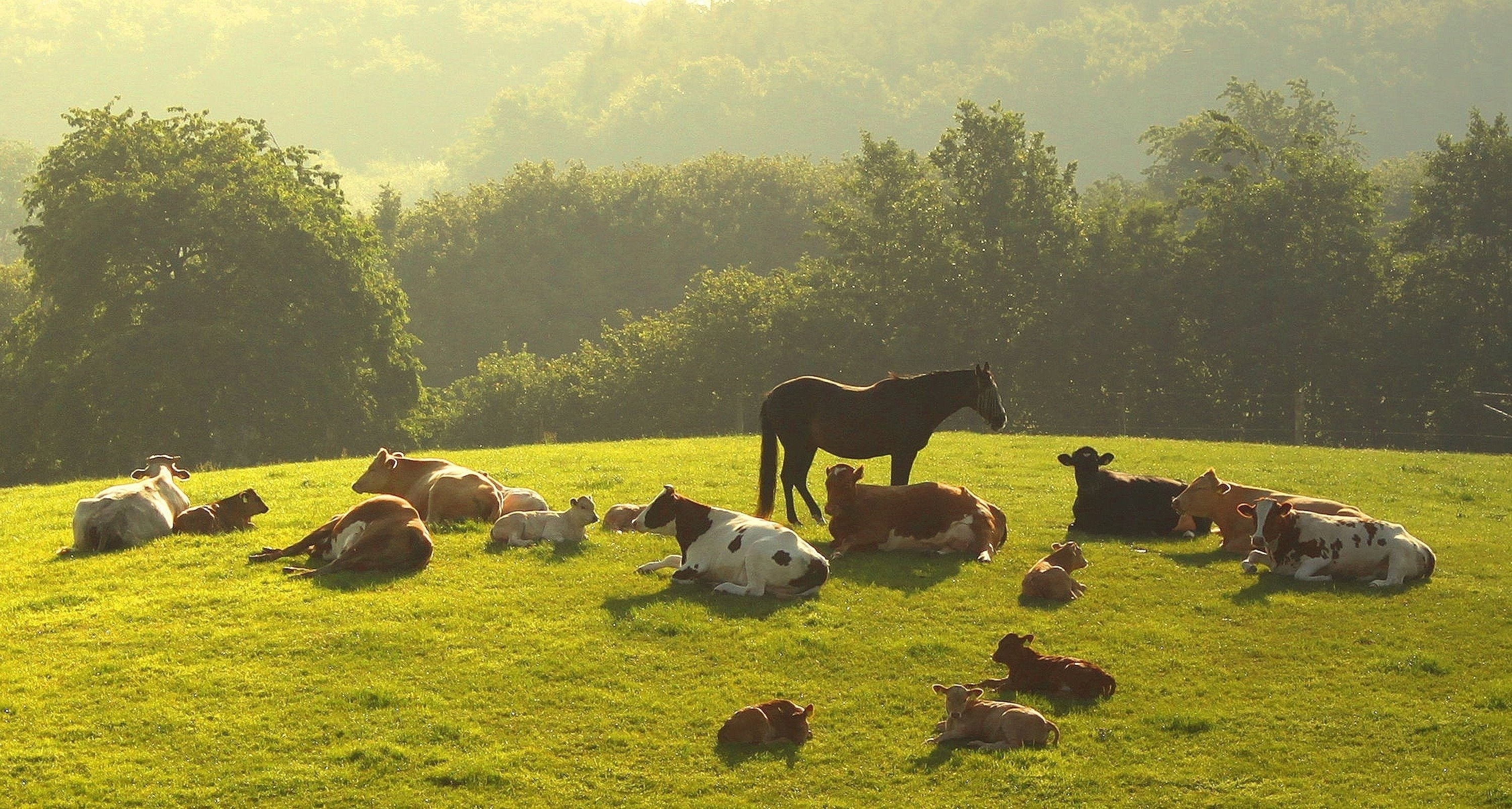 Farm animal downloads, Accessible and convenient, Easy and quick, Expand your collection, 3000x1610 HD Desktop