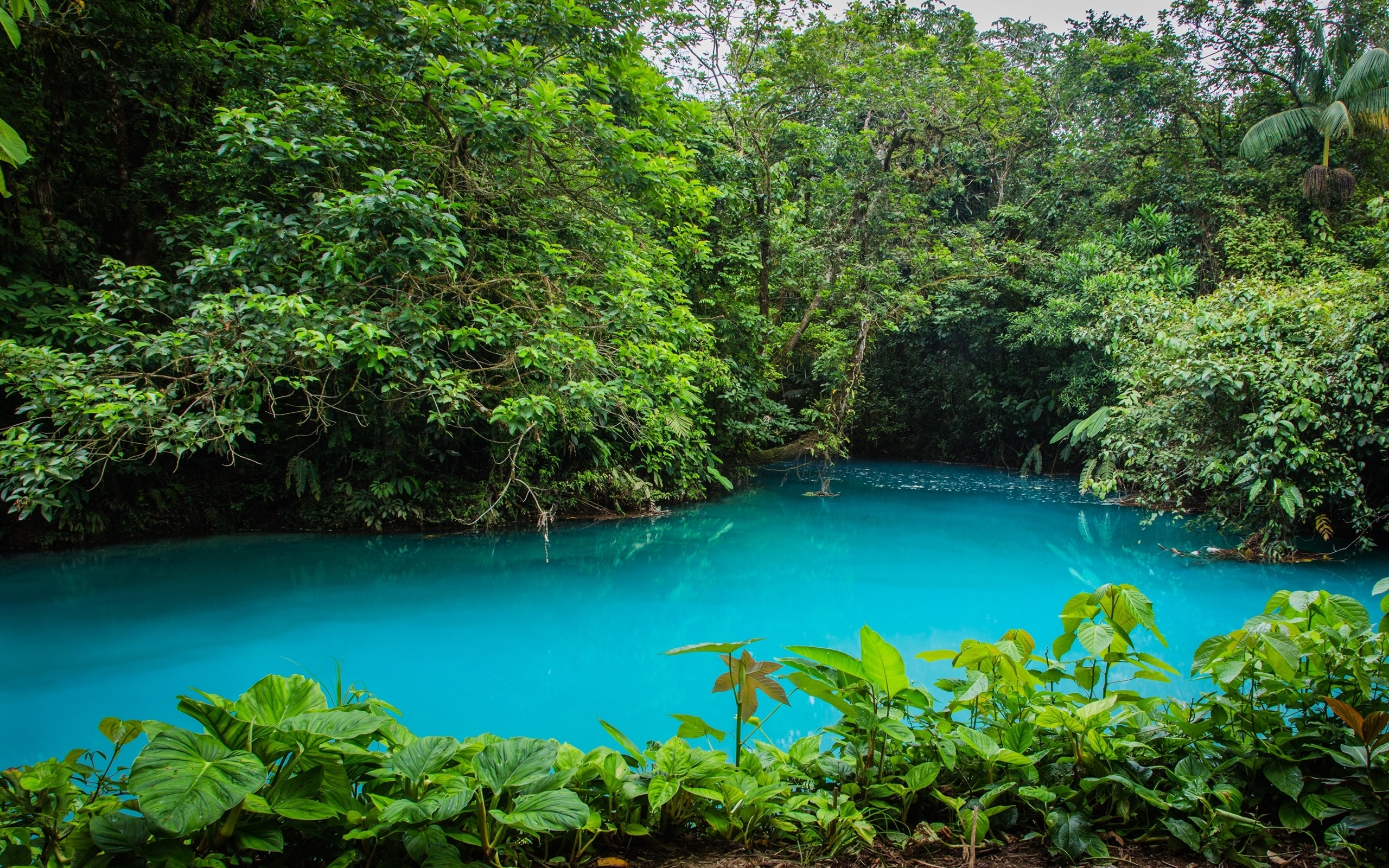 Celeste River, Costa Rica Wallpaper, 2560x1600 HD Desktop