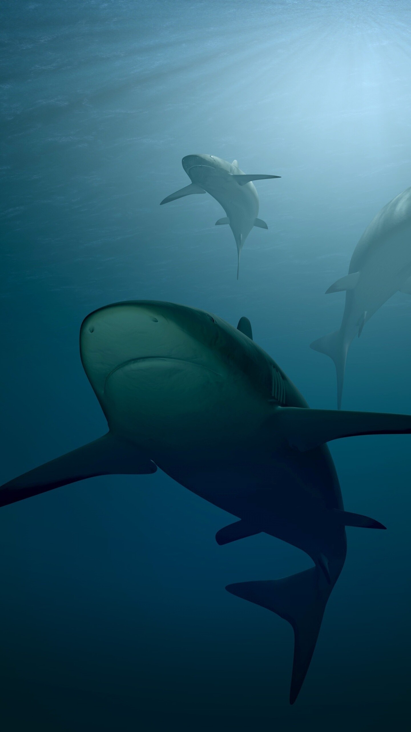 Sharks, Samsung Galaxy S6 S7, Google Pixel XL Nexus 6 6P LG G5, 1440x2560 HD Phone