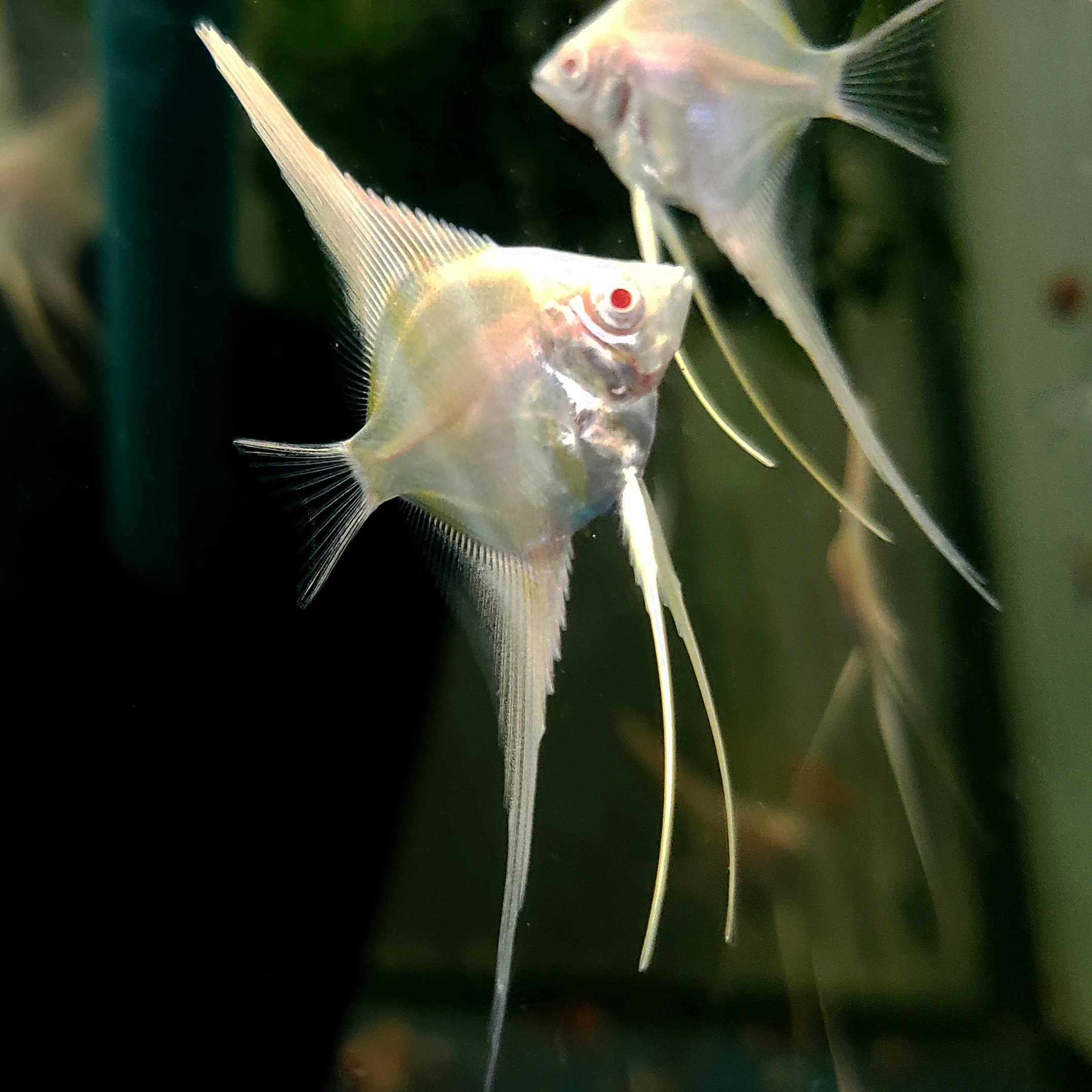 Angelfish, Albino Dantum, Sale, Angels, 2160x2160 HD Phone