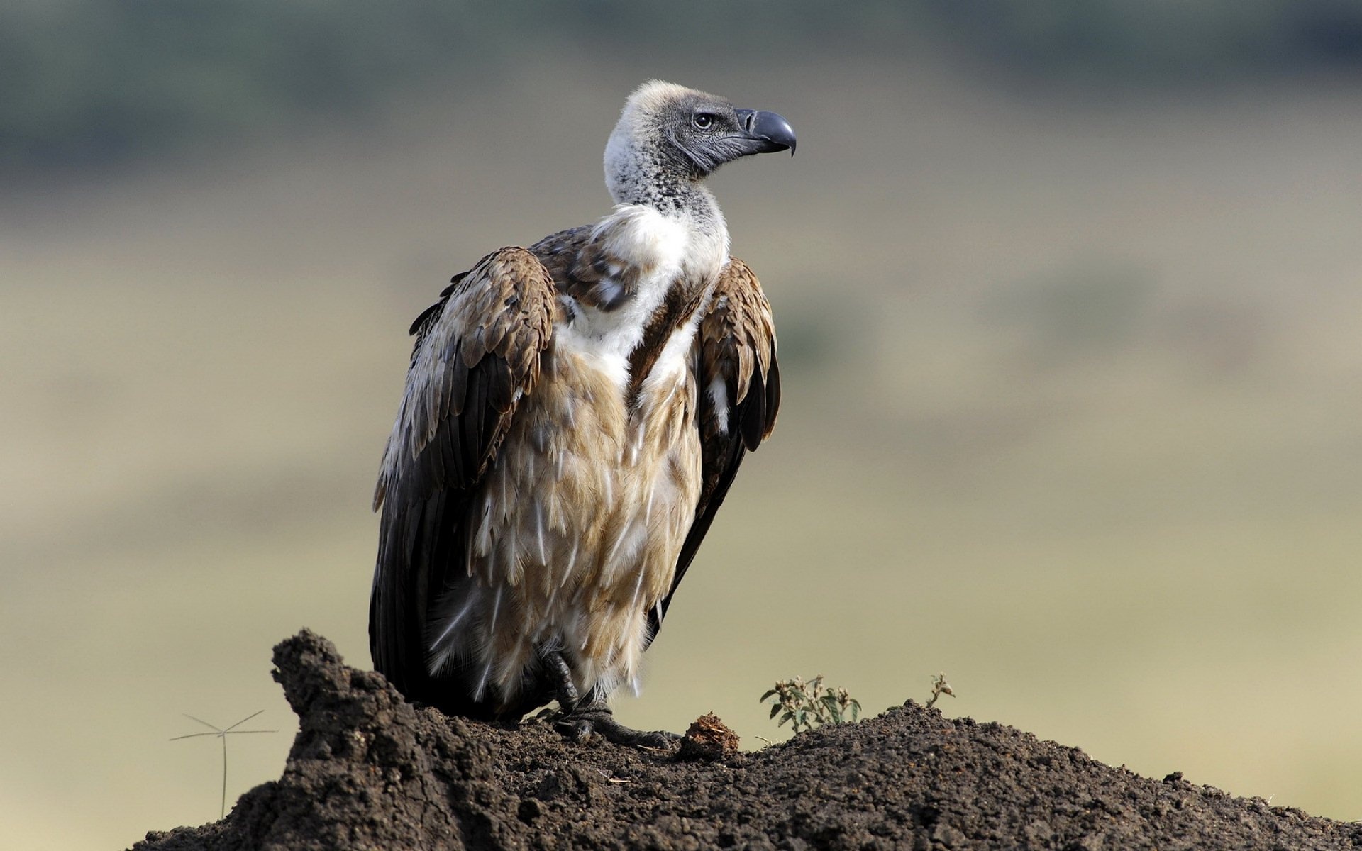 Vulture HD wallpapers, Backgrounds, Picturesque views, 1920x1200 HD Desktop