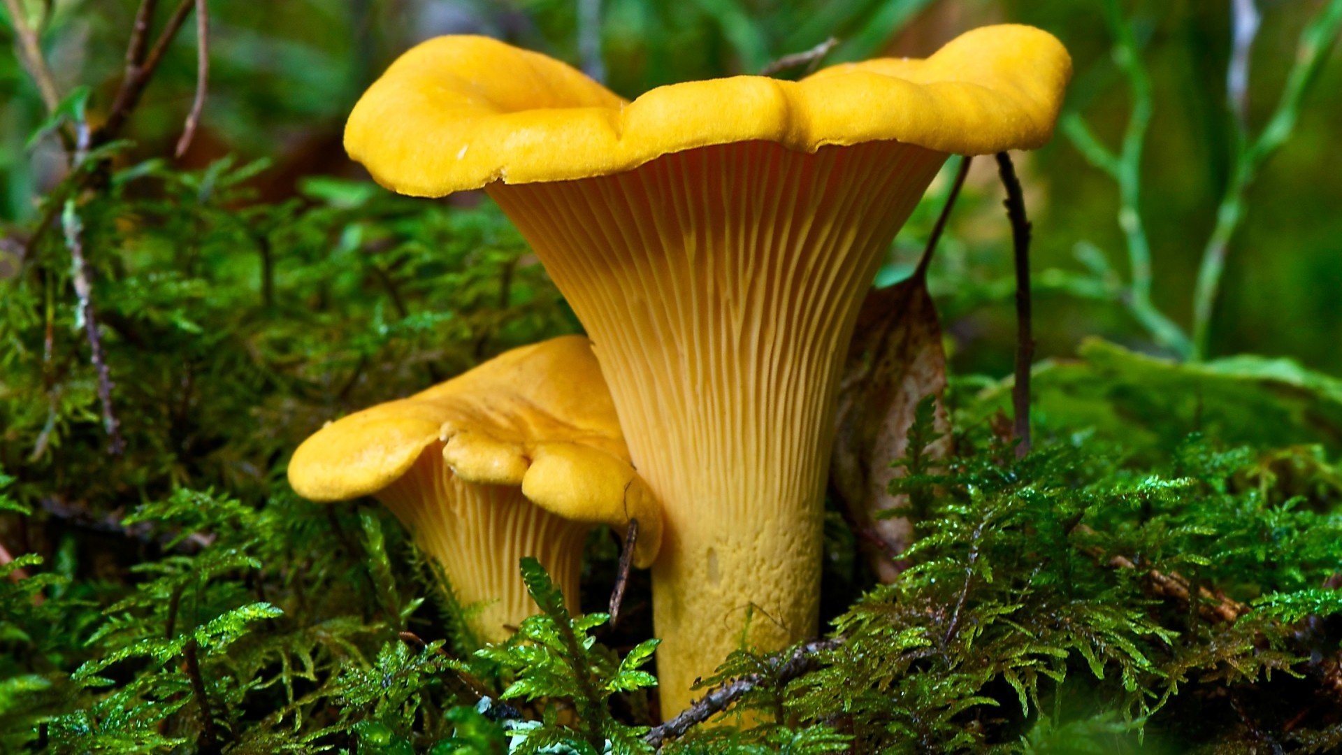 Chanterelle, Forest Mushrooms Wallpaper, 1920x1080 Full HD Desktop