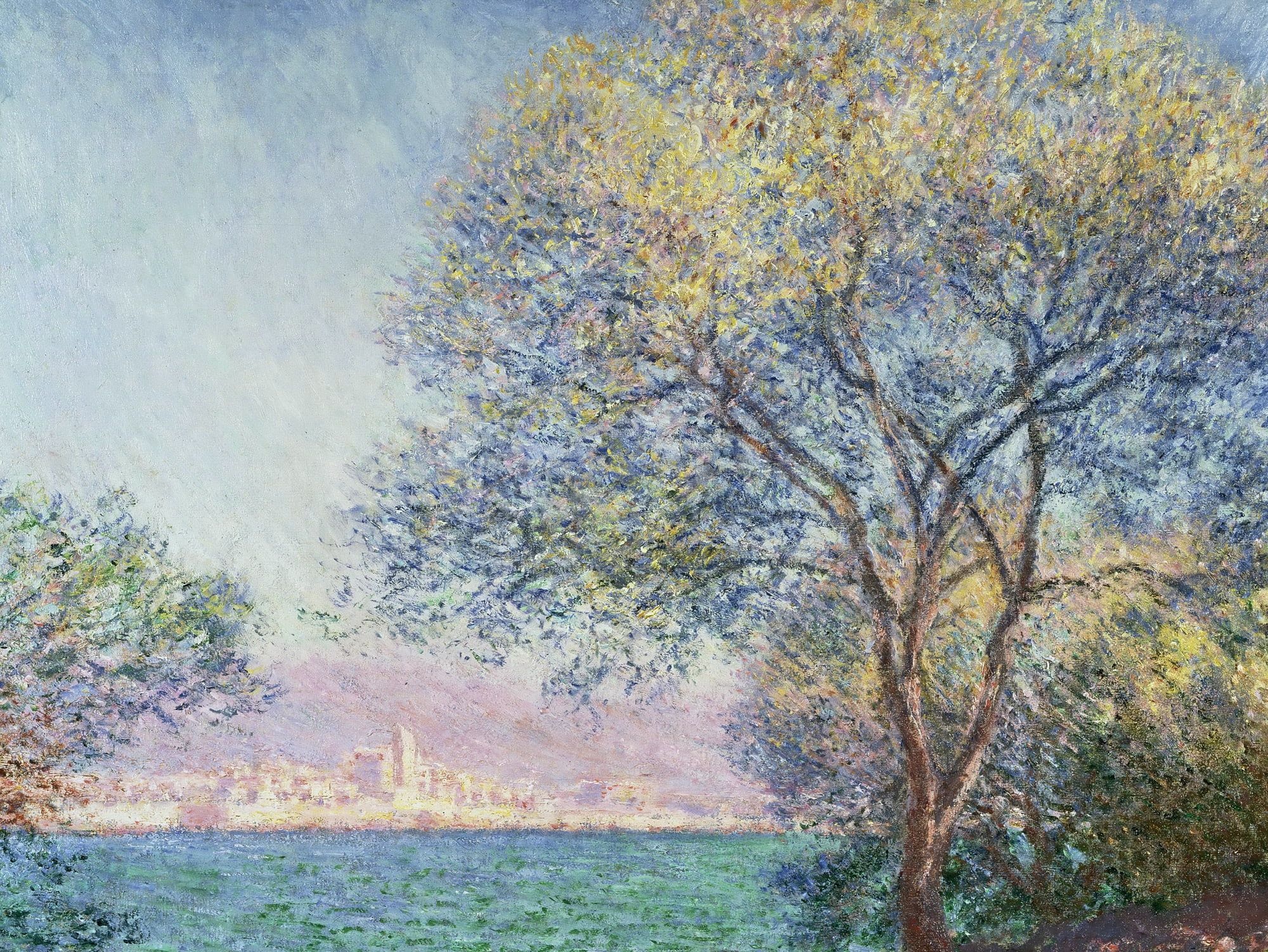 Antibes Seen from the Salis, Bay of Antibes, sunlit olive tree, HD Desktop wallpaper