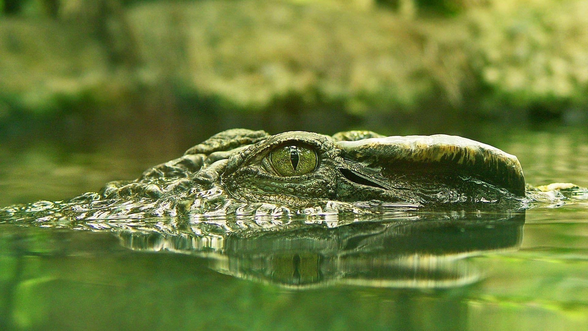 Crocodile, Reptile species, Aquatic predator, Powerful jaws, 1920x1080 Full HD Desktop