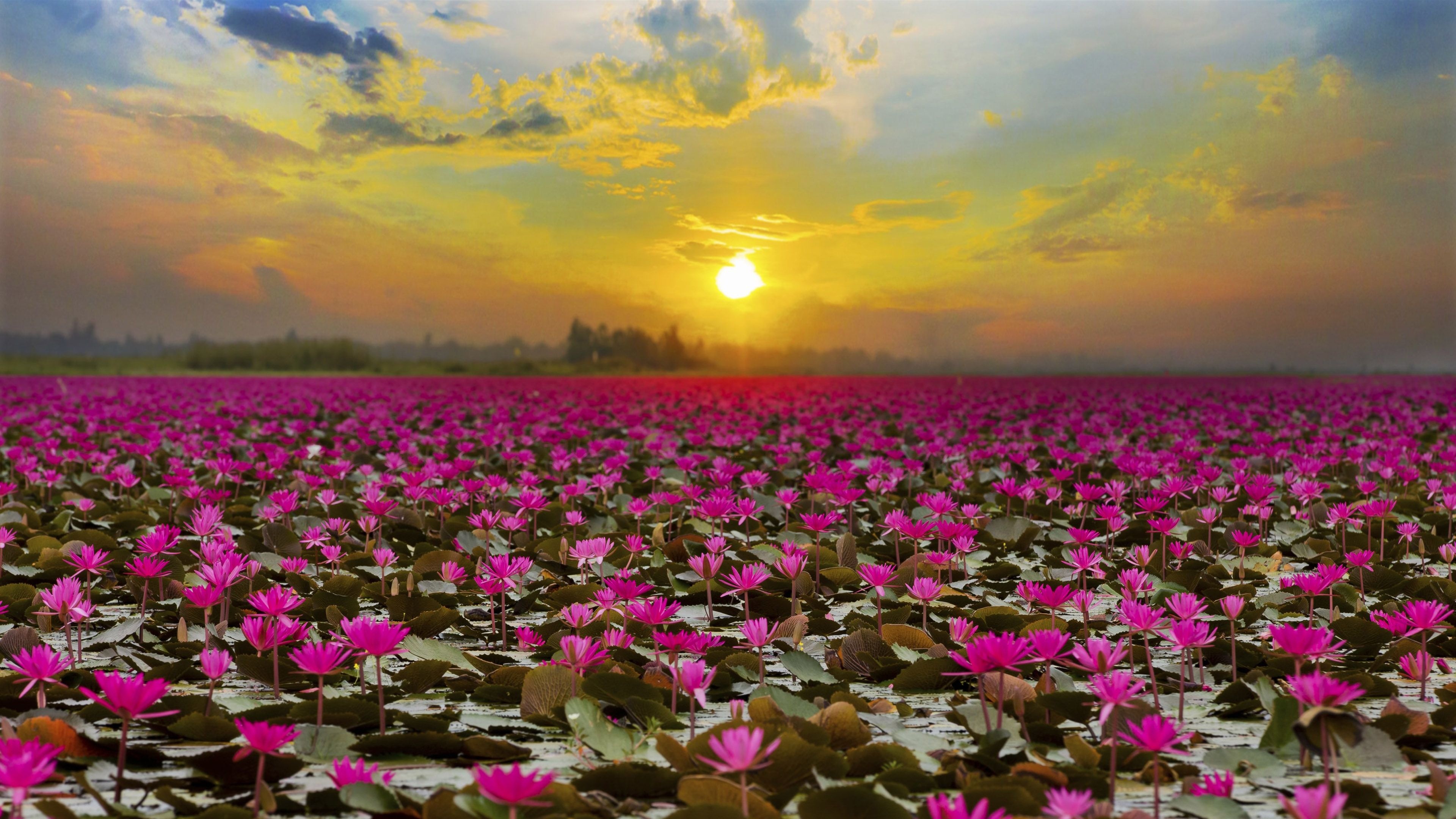 Flowering lake, Lotus (Flower) Wallpaper, 3840x2160 4K Desktop