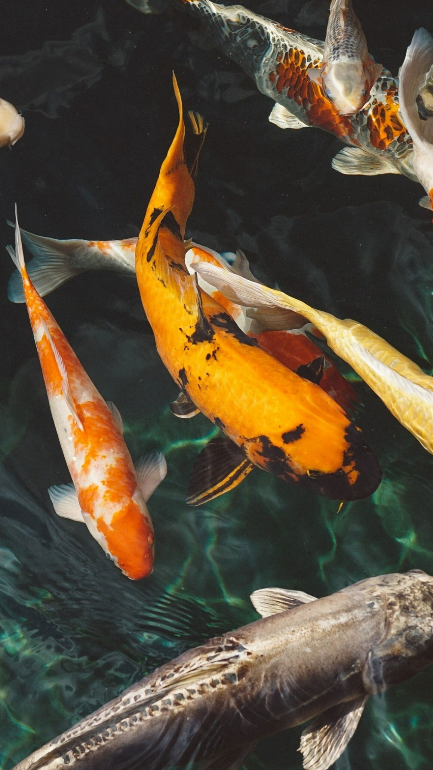 Koi fish wallpaper, School of koi fish, Serene and tranquil, Beautiful marine life, 1440x2560 HD Phone