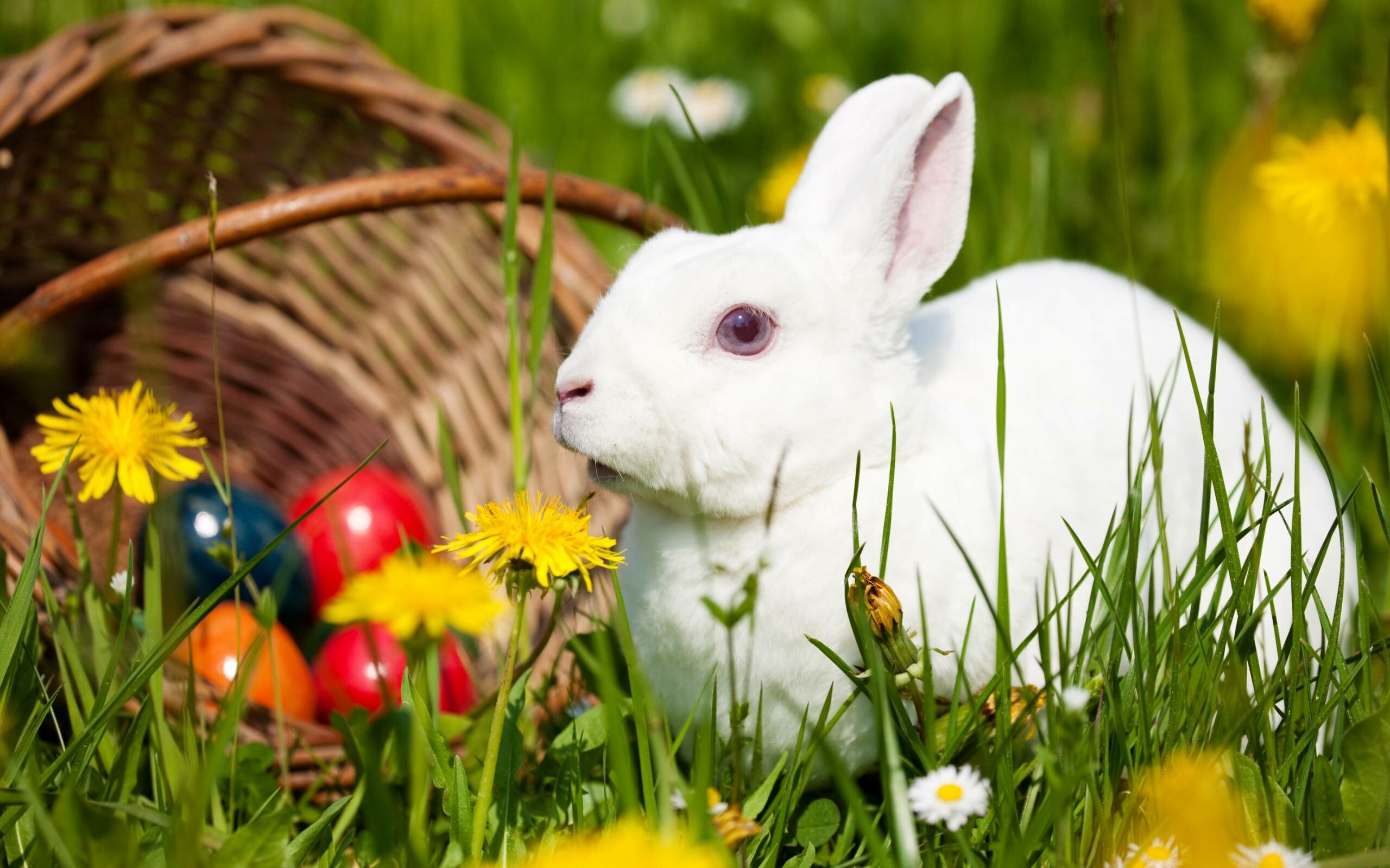 Easter, Rabbits Wallpaper, 2560x1600 HD Desktop