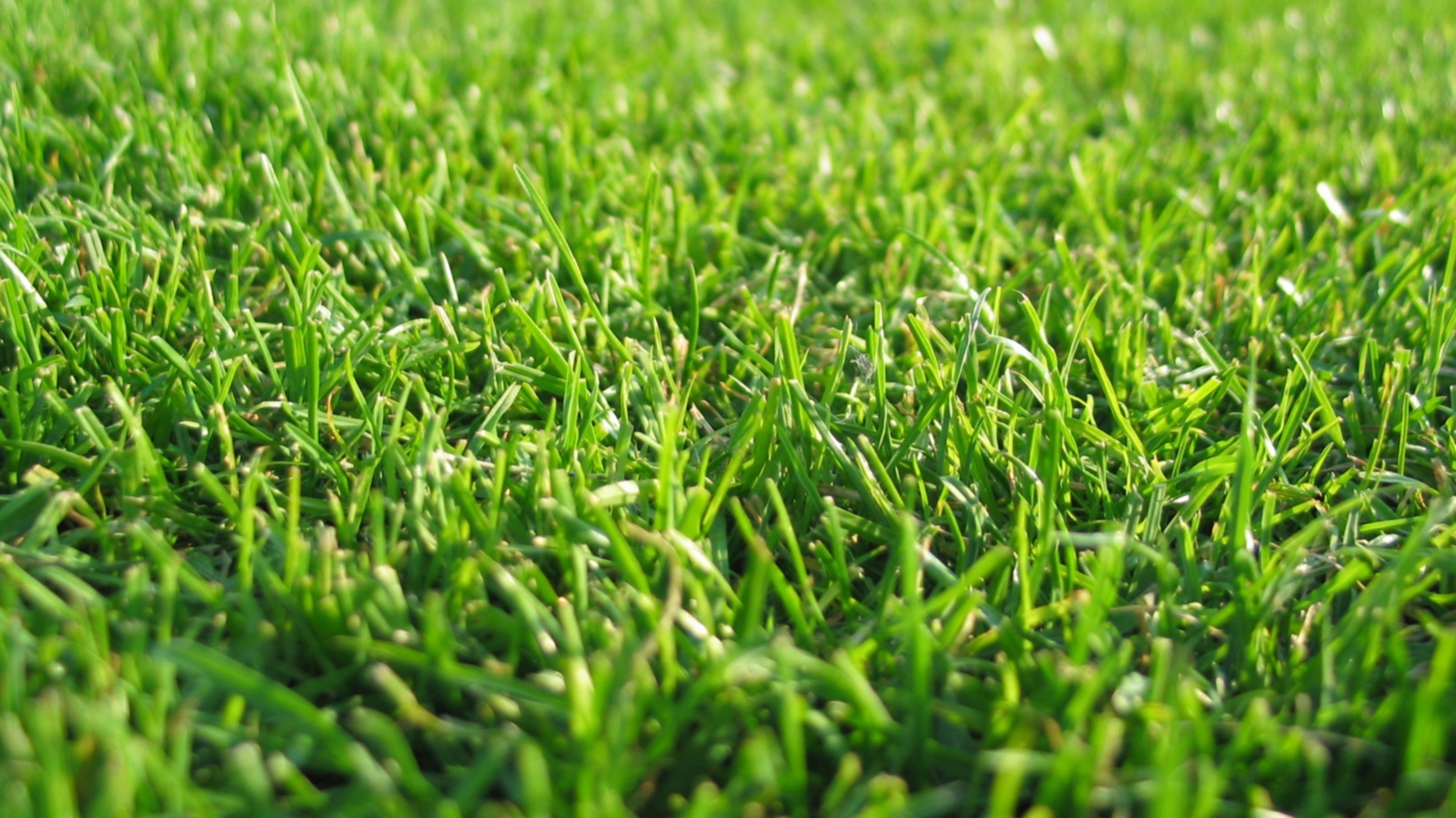 Download wallpaper grass lawn, Beautiful light, 4K Ultra HD, Stunning backdrop, 3840x2160 4K Desktop