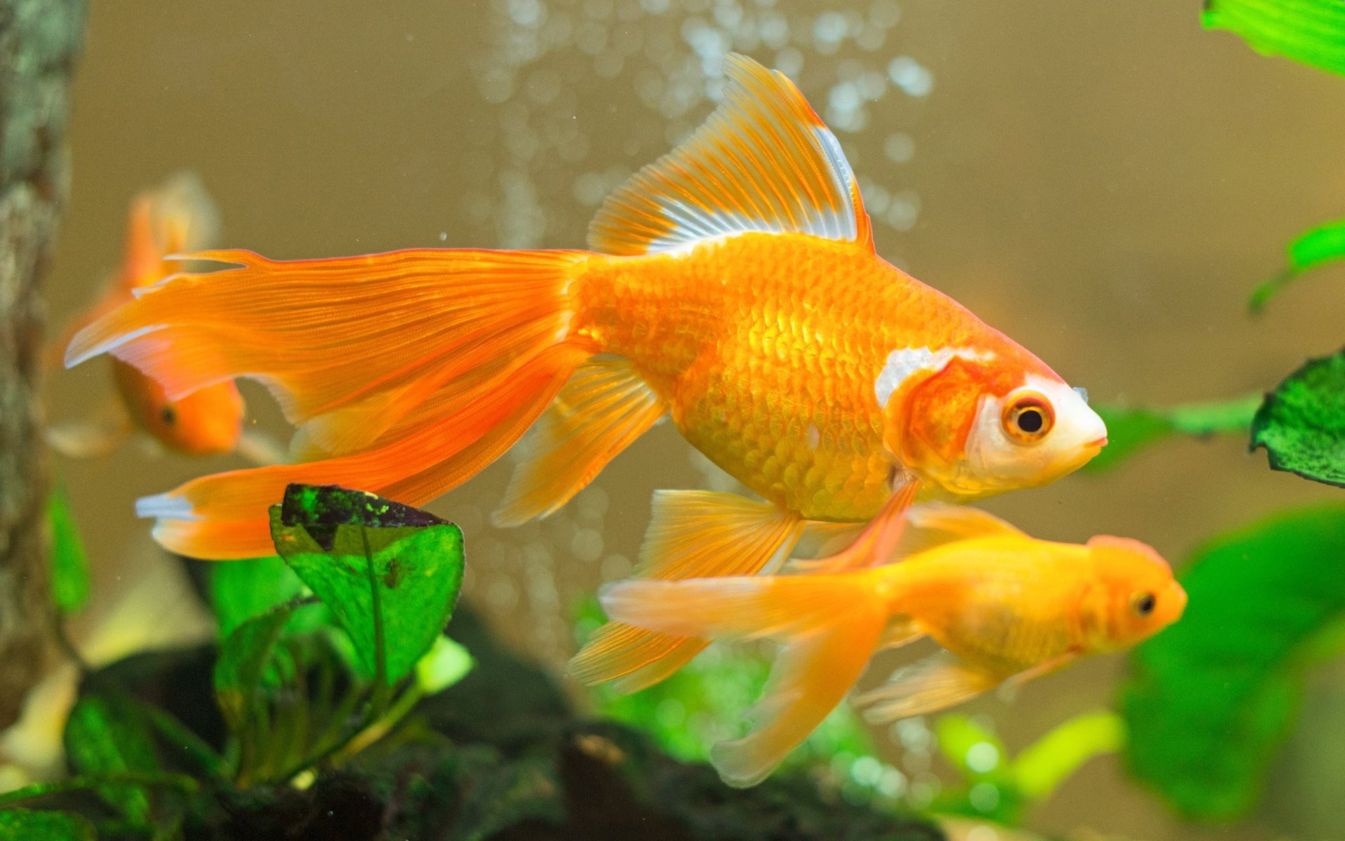 Goldfish, Aquatic pets, Underwater beauty, Colorful scales, 1920x1200 HD Desktop