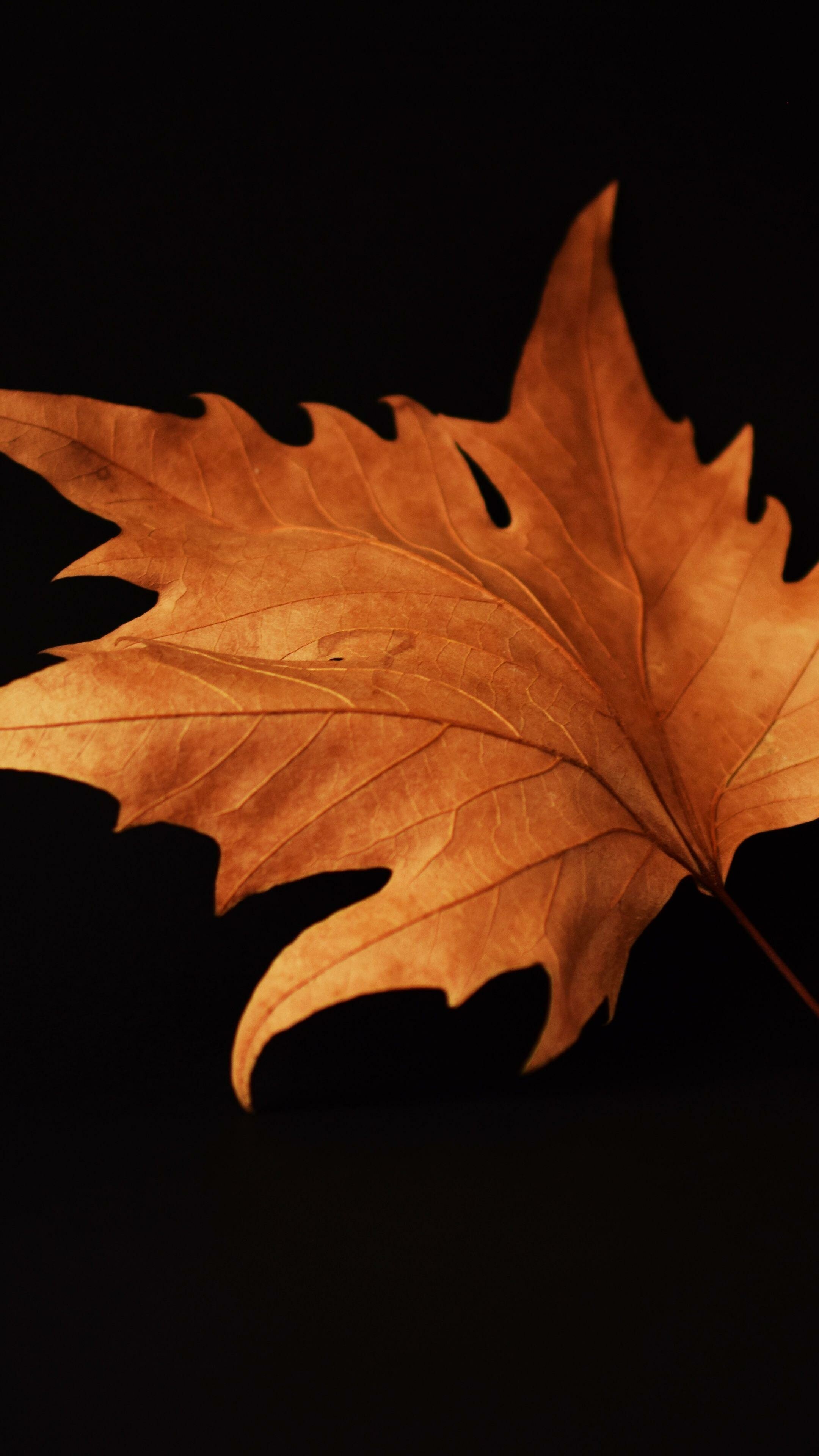 Brown autumn leaf, Nature's beauty, HD wallpapers, Desktop background, 2160x3840 4K Phone