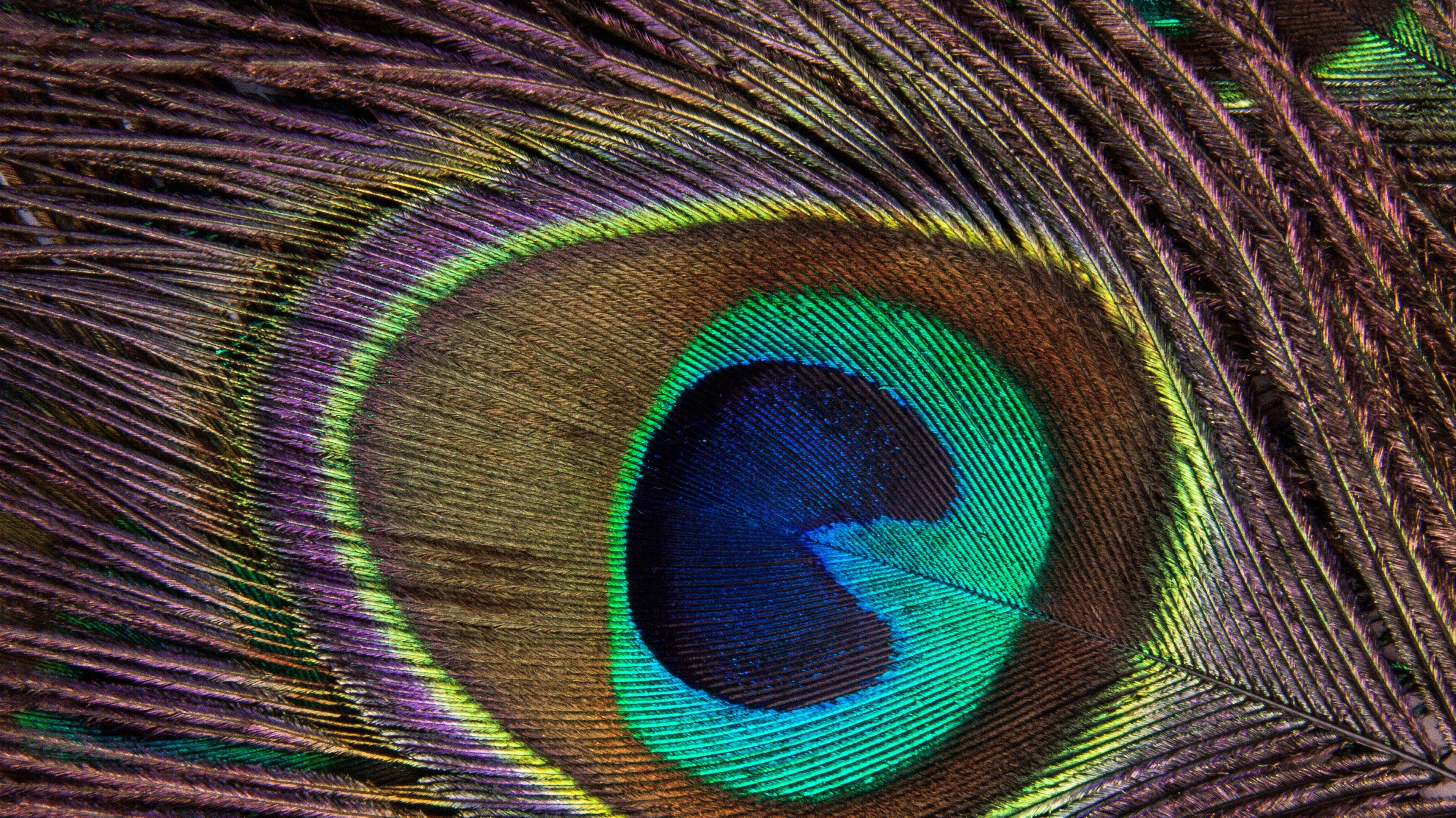 Peacock feather ocellus, Iridescent plumage barbules, Turquoise and gold barbs, 4K Desktop wallpaper