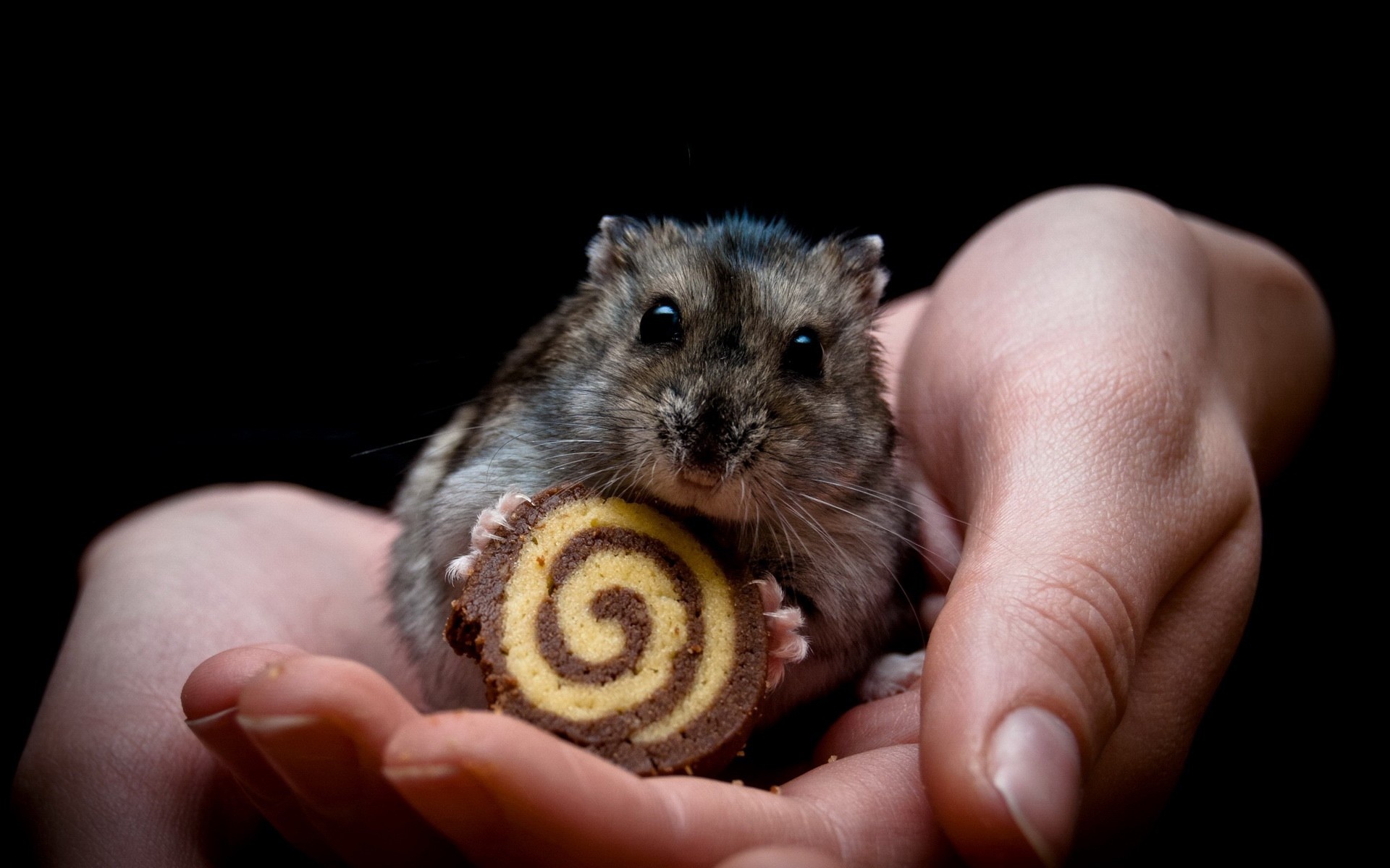 Animal hands, Hamster treat, Black background, High-definition wallpapers, 1920x1200 HD Desktop