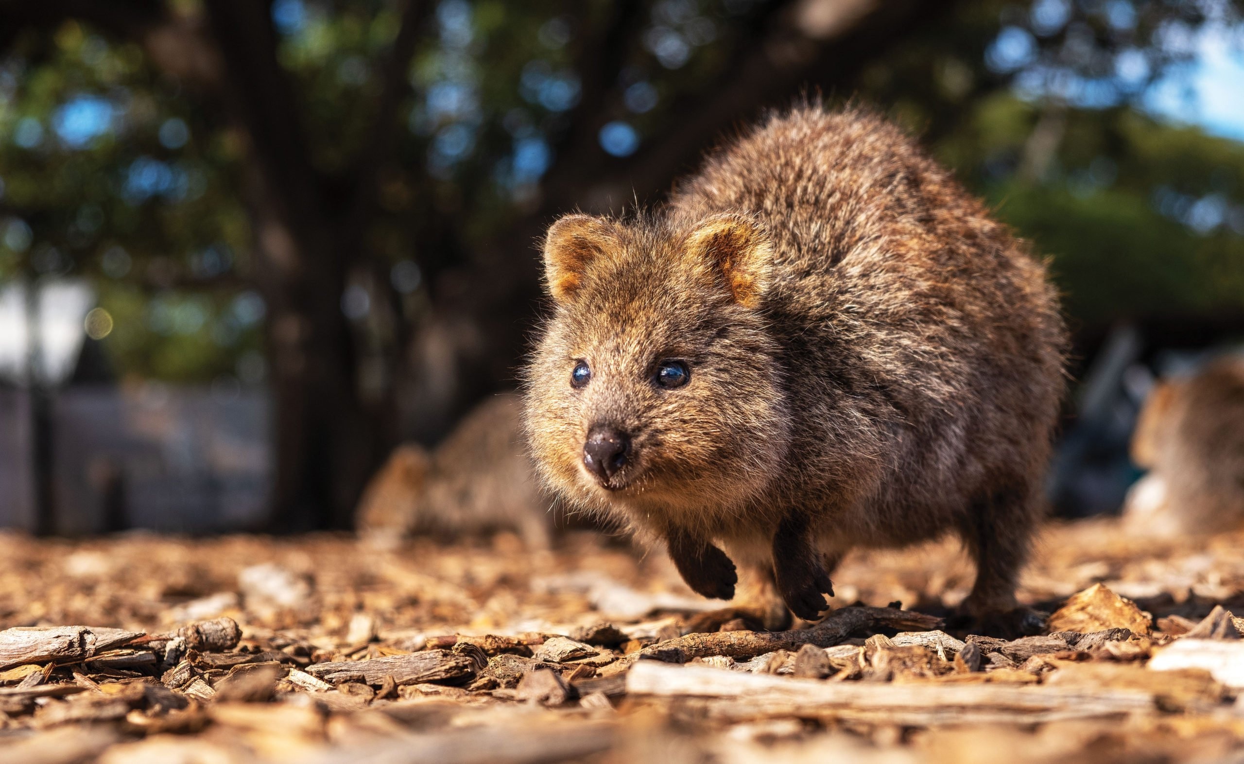 Beyond the smile, Quokka fascination, Australian wildlife, Conservation efforts, 2560x1580 HD Desktop