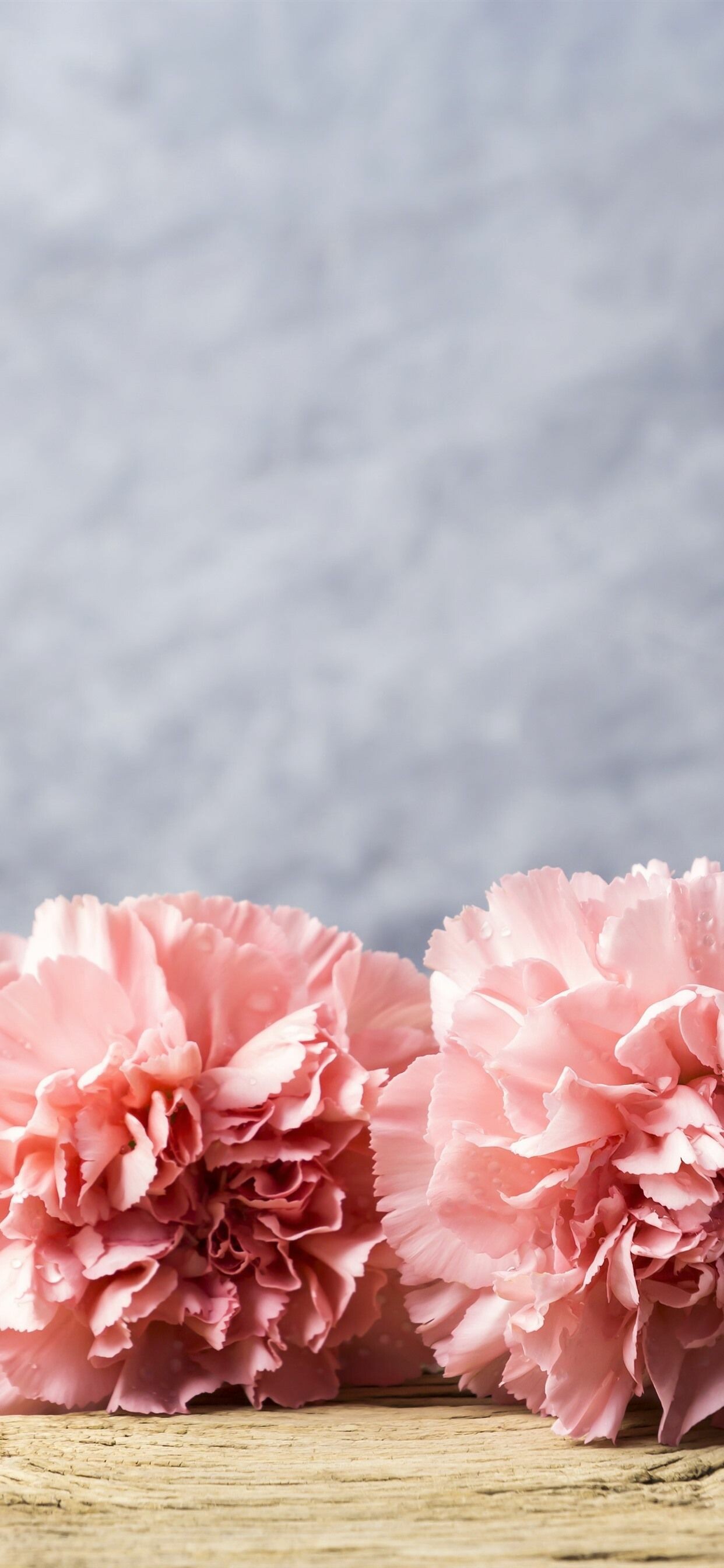 Carnation wallpapers, Nature, 1250x2690 HD Phone