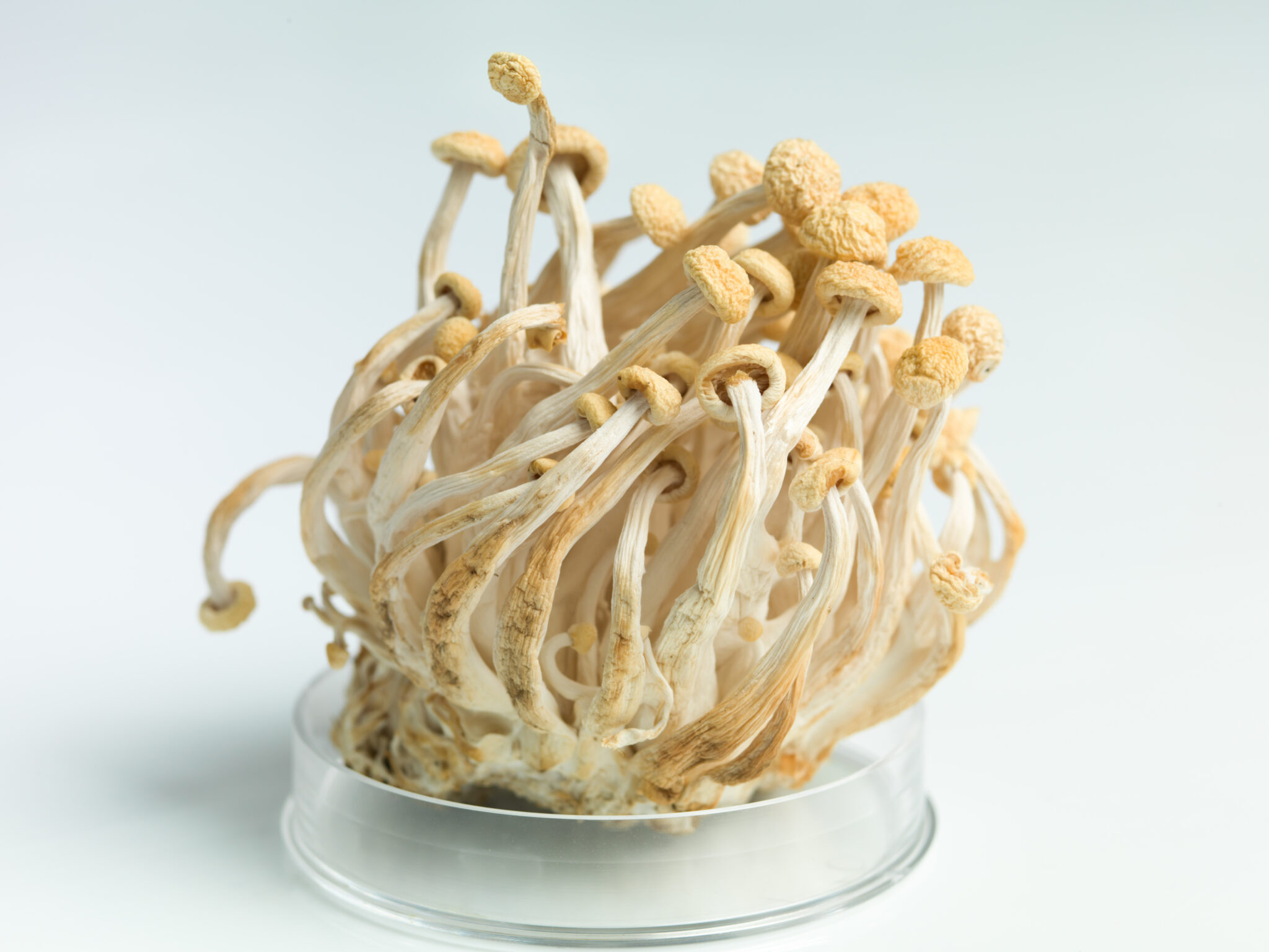 Recalled enoki mushrooms, Listeria discovery, Legal representation, Food safety, 2050x1540 HD Desktop